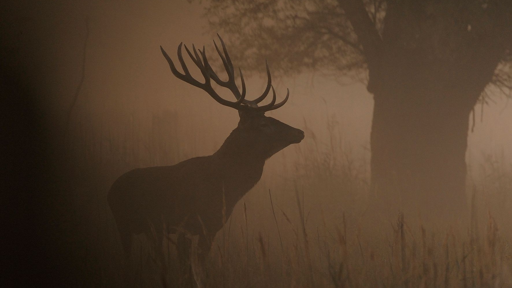 Heute.at - Wohin im August? Dorthin wo Rehe bellen und Biber sägen