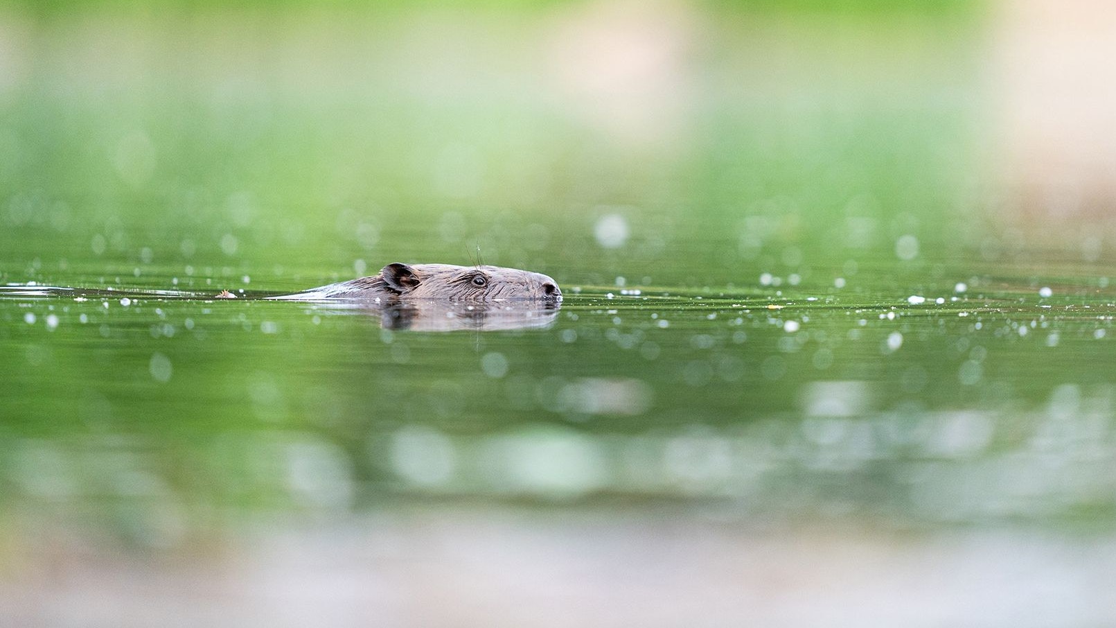 Na, wer rudert denn da durch das Wasser? 