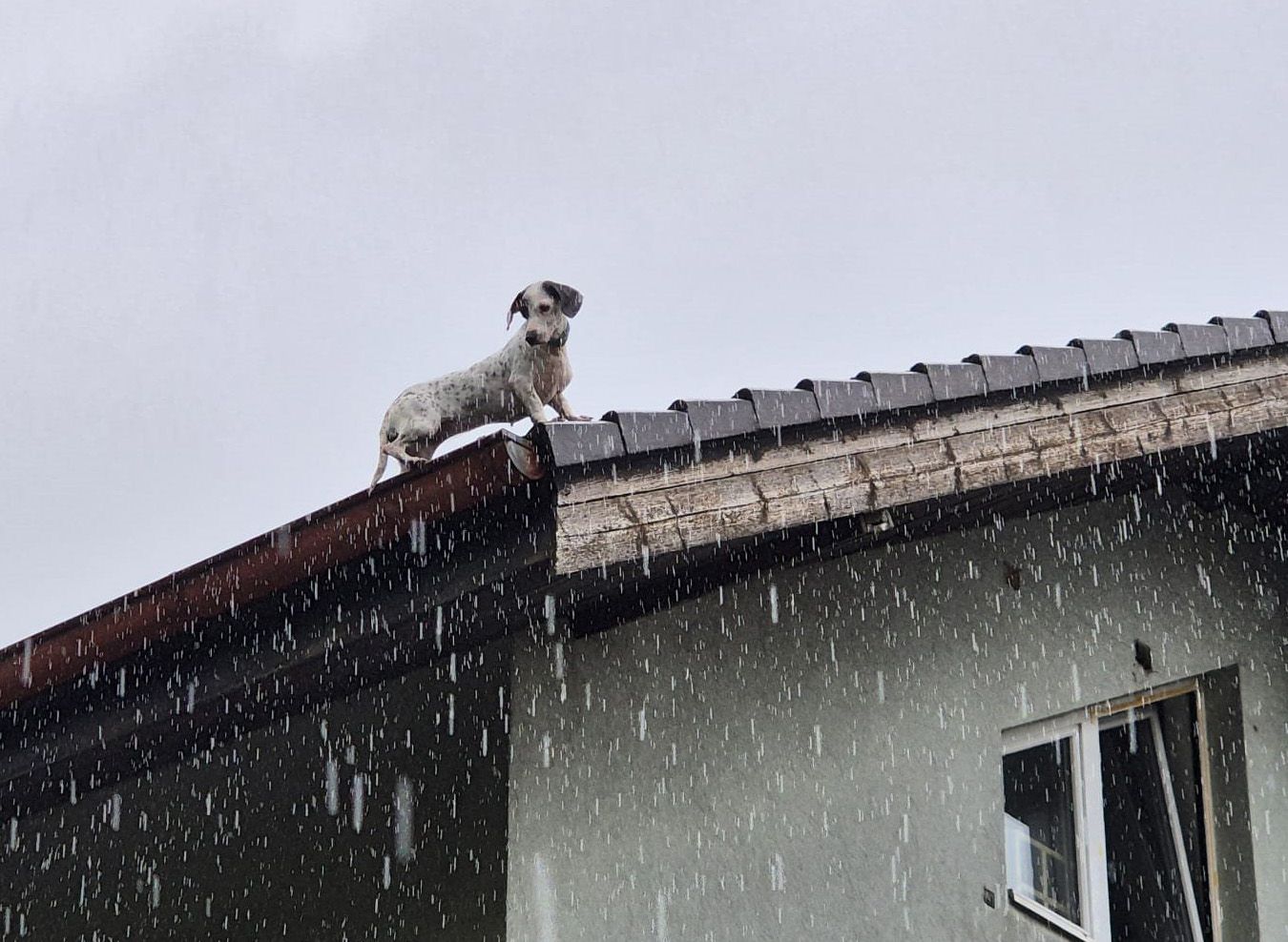 Ein Mischling strandete im strömenden Regen auf Dach von Wohnungsanlage.