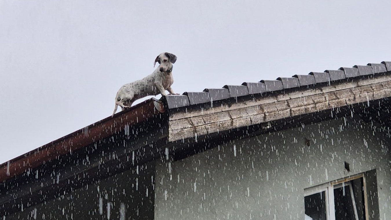 Heute.at - Spektakuläre Rettung – Hund aus luftiger Höhe gerettet