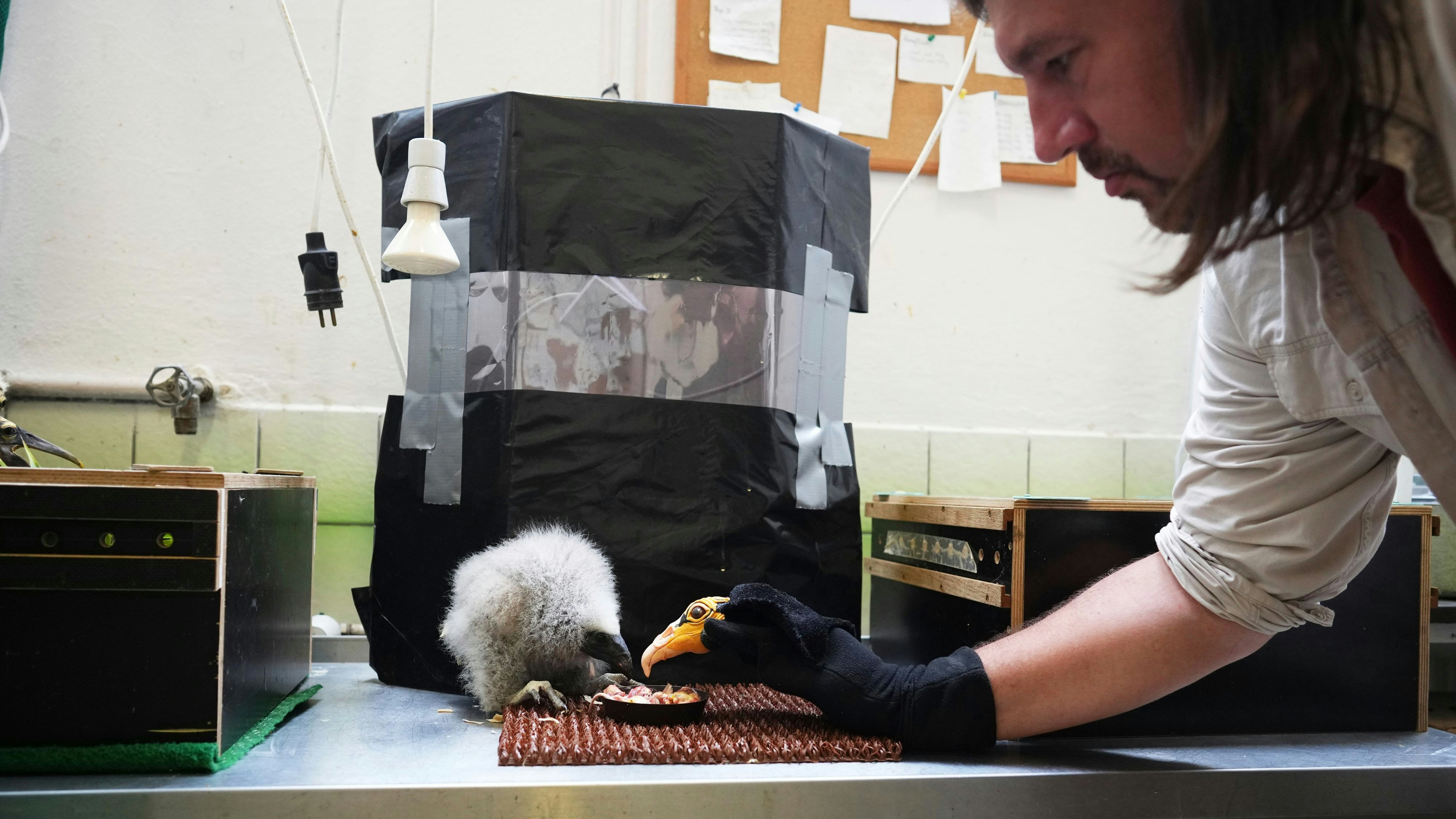 Das Küken nimmt den Menschen hinter der "Sockenpuppe" gar nicht wahr.