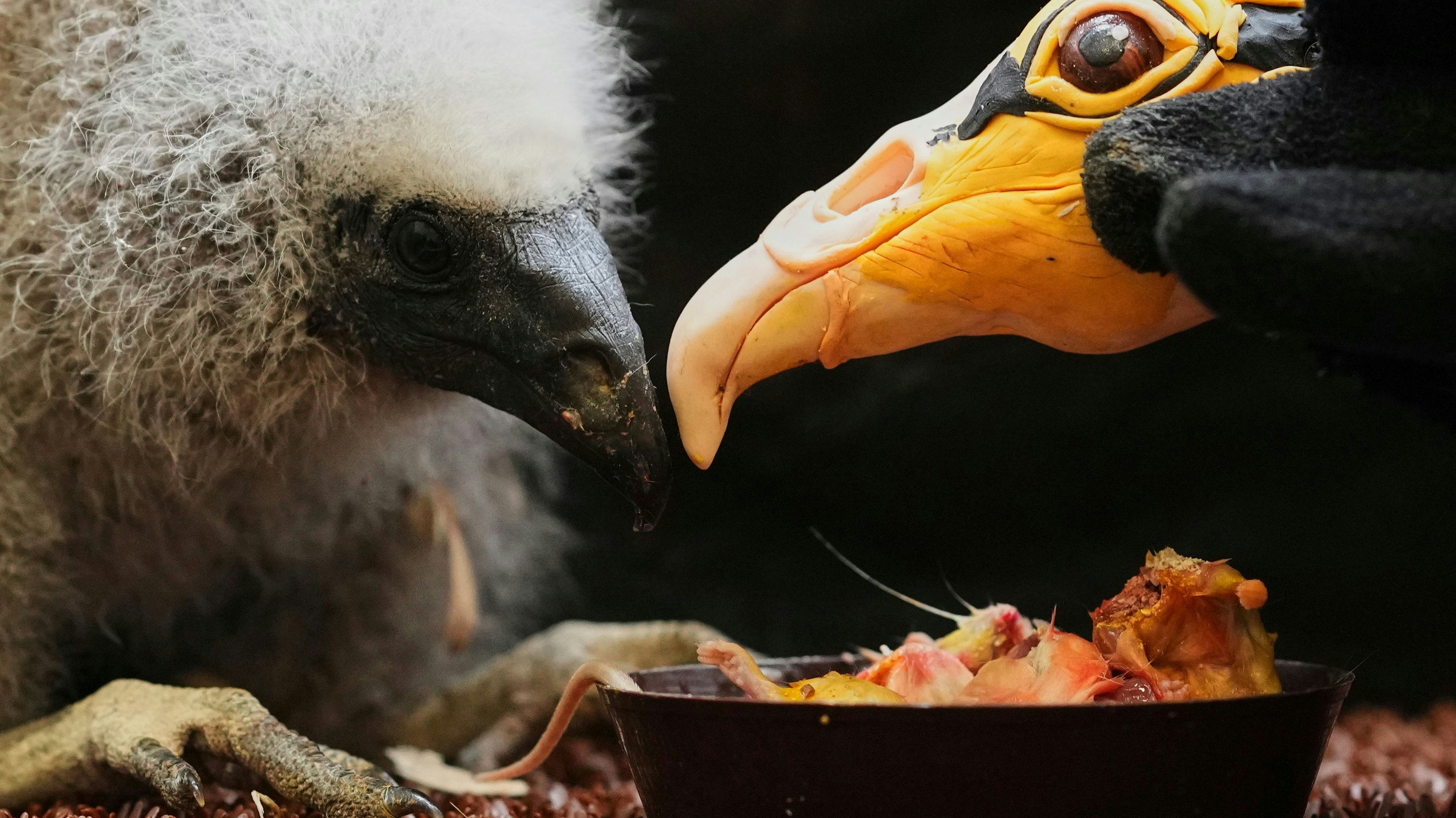 Heute.at - Tierpfleger machen sich für Geier zum Affen