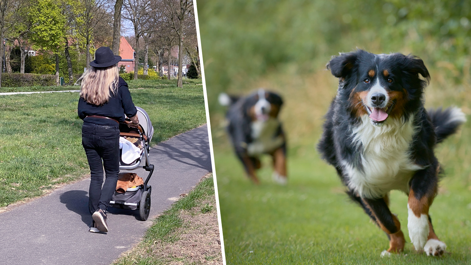 Heute.at - Mama schützt Baby vor Hunden, wird von beiden gebissen