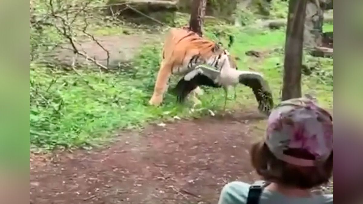 Der Tiger fiel vor aller Augen über den Jungstorch her.