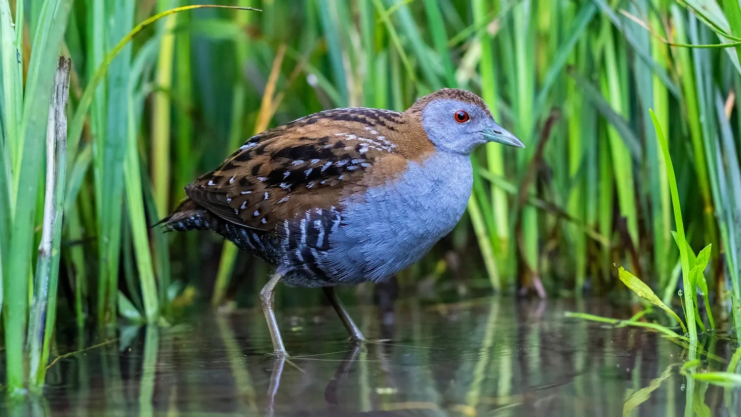 Heute.at - Brütendes Burgenland: Willkommen daheim nach 70 Jahren