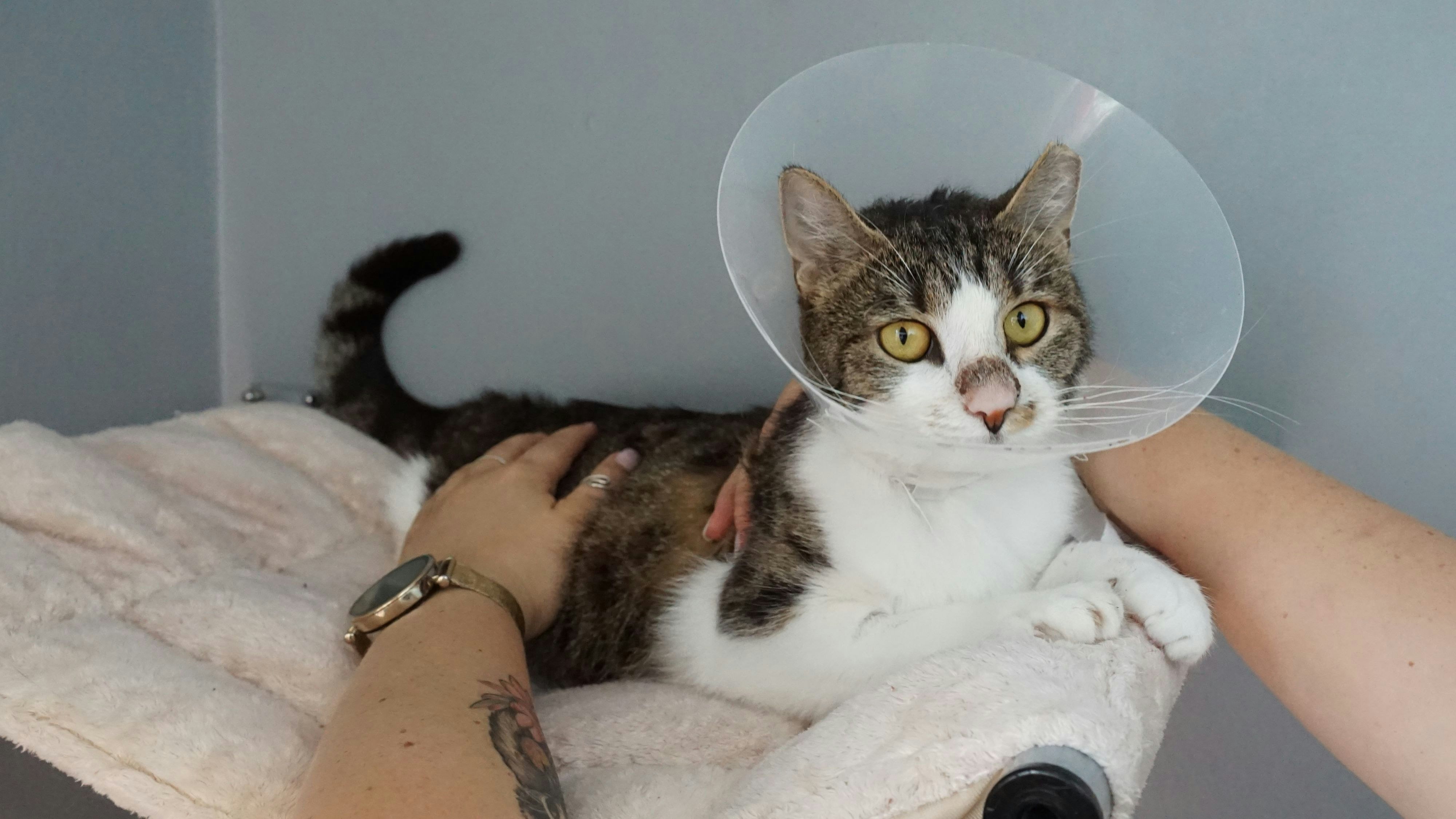 Heute.at - Pivonia liebt das Leben und vielleicht bald auch dich