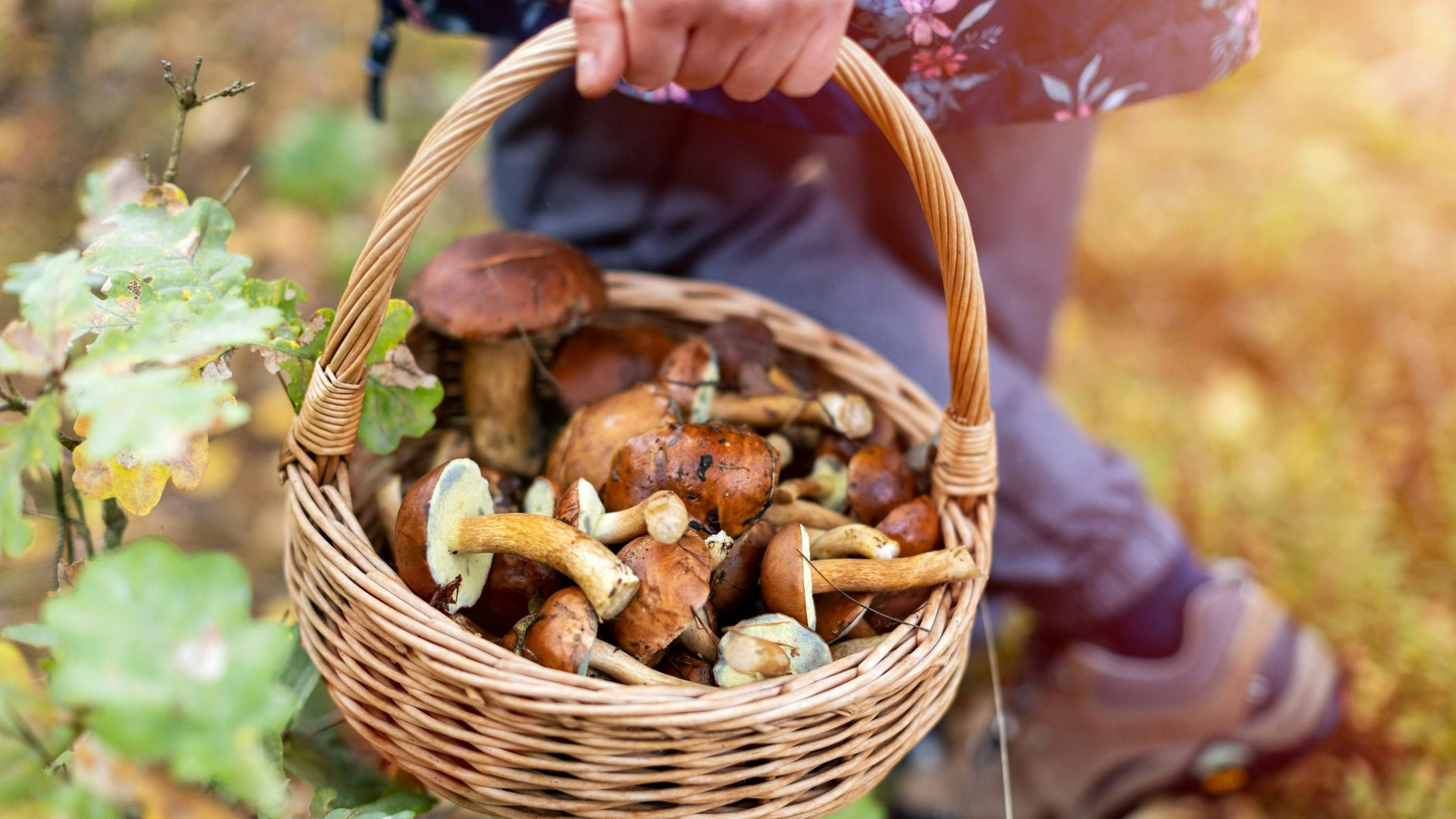 Heute.at - Dutzende Kilo! Illegale Pilz-Sammler in Kärnten gefasst
