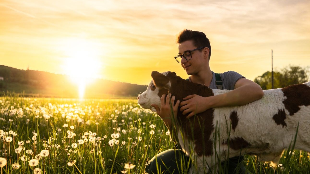 Heute.at - Hund? Pferd? Hier wird mit Kühen gekuschelt
