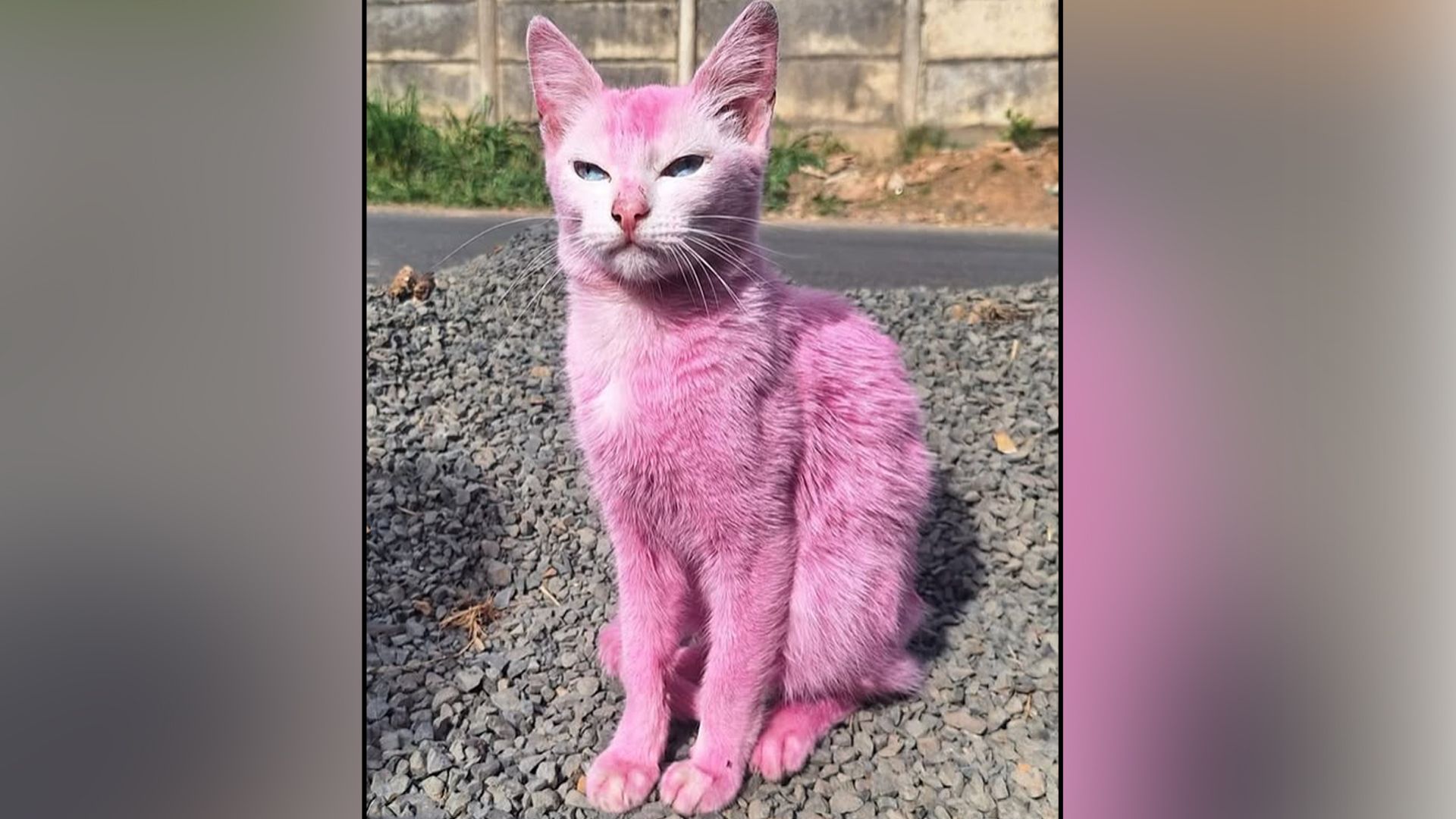 Das arme Kätzchen wurde mit rosa Holzlack gefärbt.