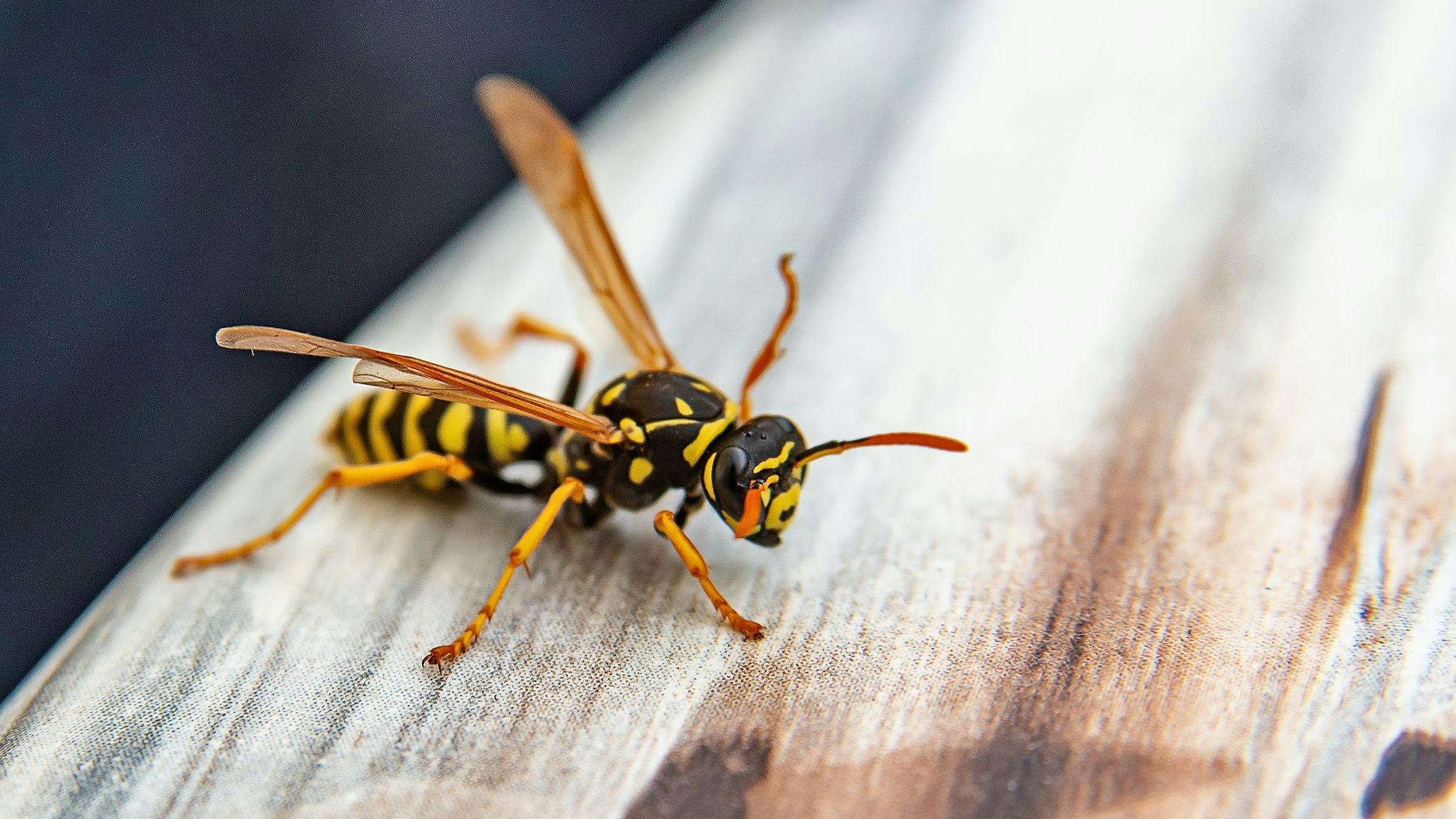 Heute.at - Achtung! Grantlphase der Wespen hat begonnen