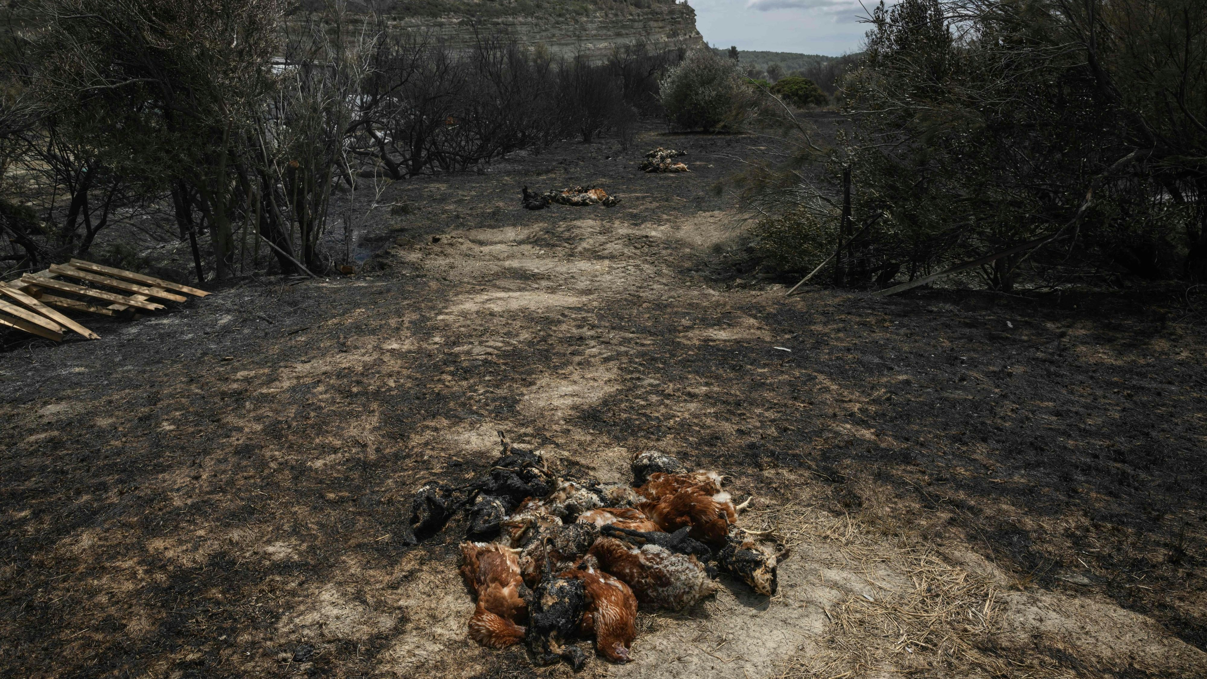 Auch in Frankreich haben Waldbrände gewütet.
