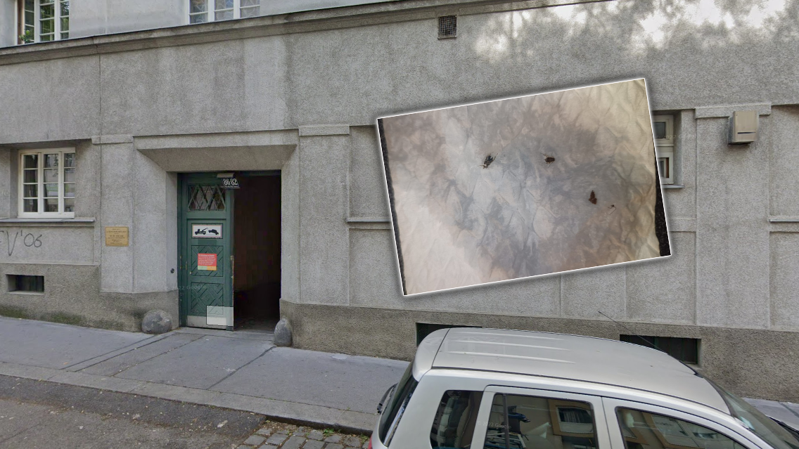 Die Gartenwanzen plagen die Wiener und sorgen für Schlafmangel