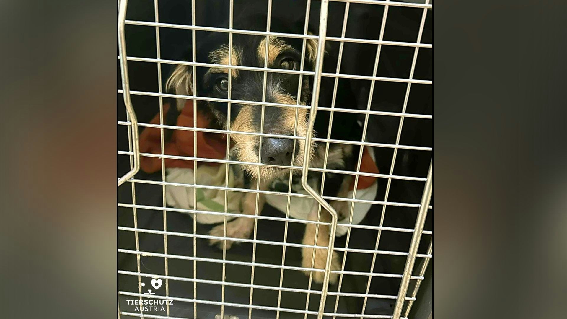 Der niedliche "Benni" wird jetzt im Tierschutzhaus Vösendorf bestens betreut. 