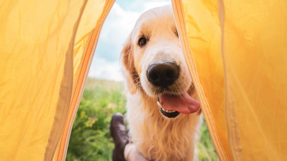 Image for Tierischer Urlaub – Campen mit Hund? Diese Tipps sind Gold wert