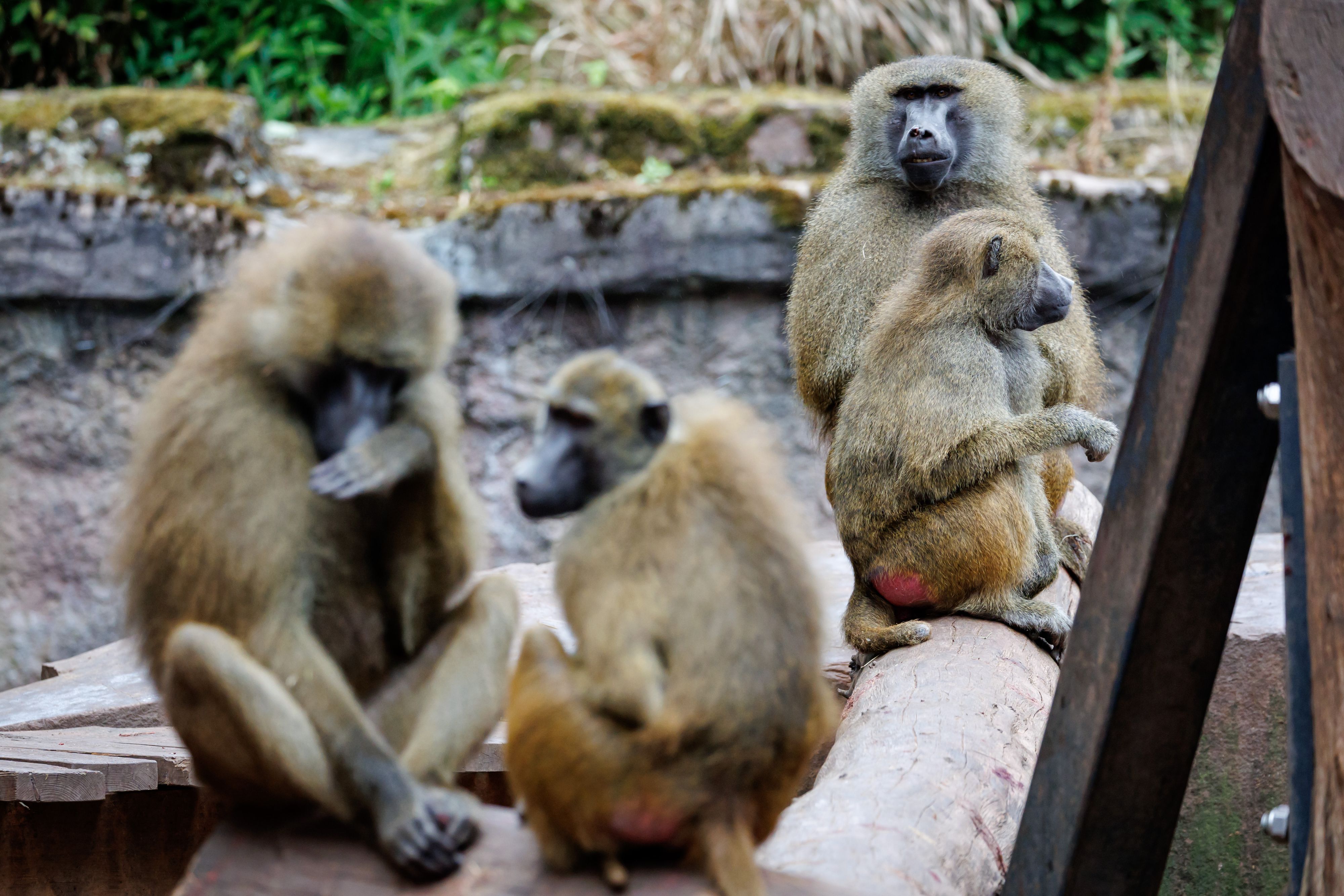 Aufgrund von Platzmangel sollen einige Paviane im Tiergarten Nürnberg getötet werden.