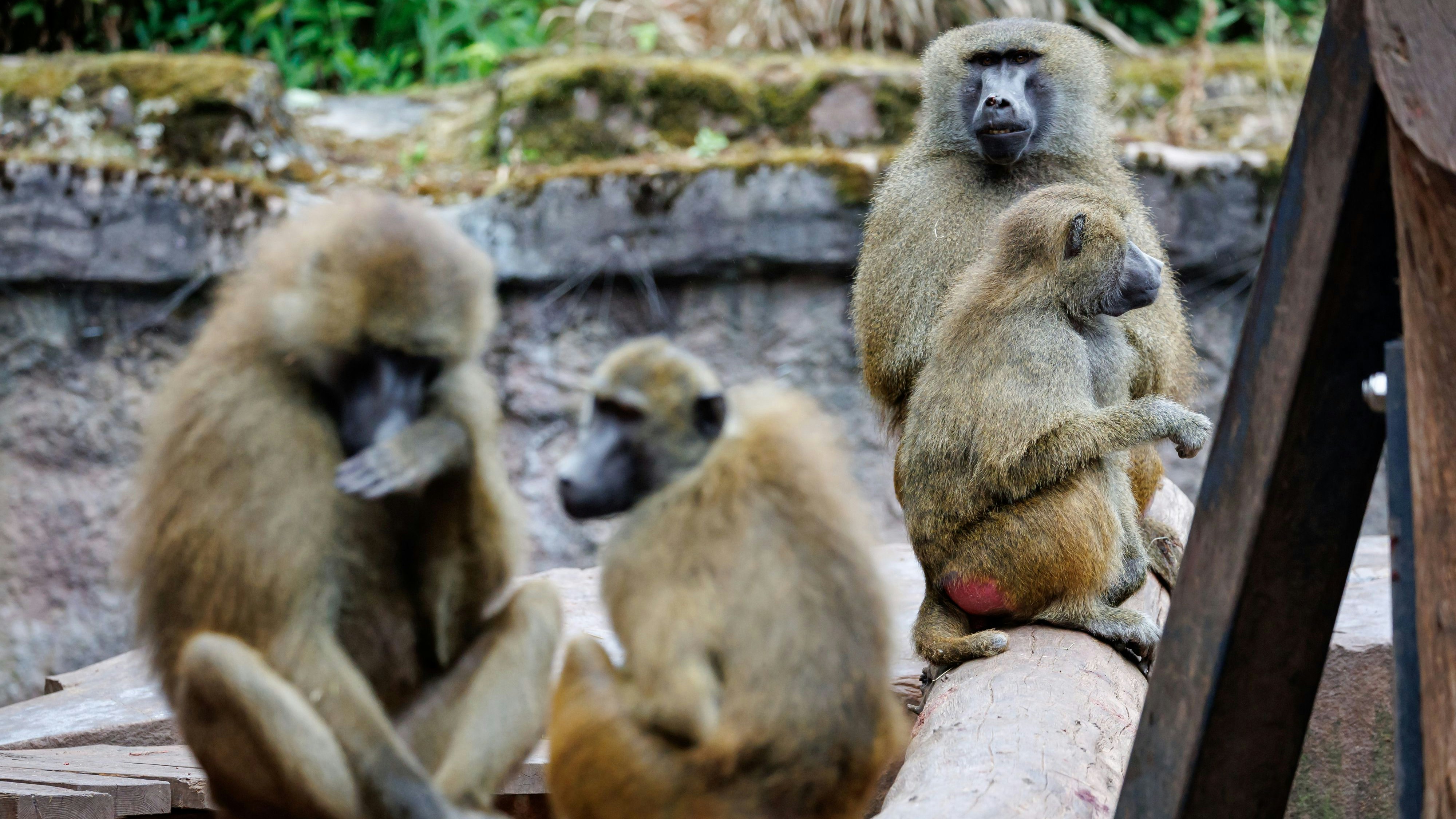 Download von www.picturedesk.com am 29.07.2025 (15:35).  07 July 2025, Bavaria, Nuremberg: Baboons sit in their enclosure at Nuremberg Zoo. Photo: Daniel Karmann/dpa - 20250707_PD16615 - Rechteinfo: Rights Managed (RM)