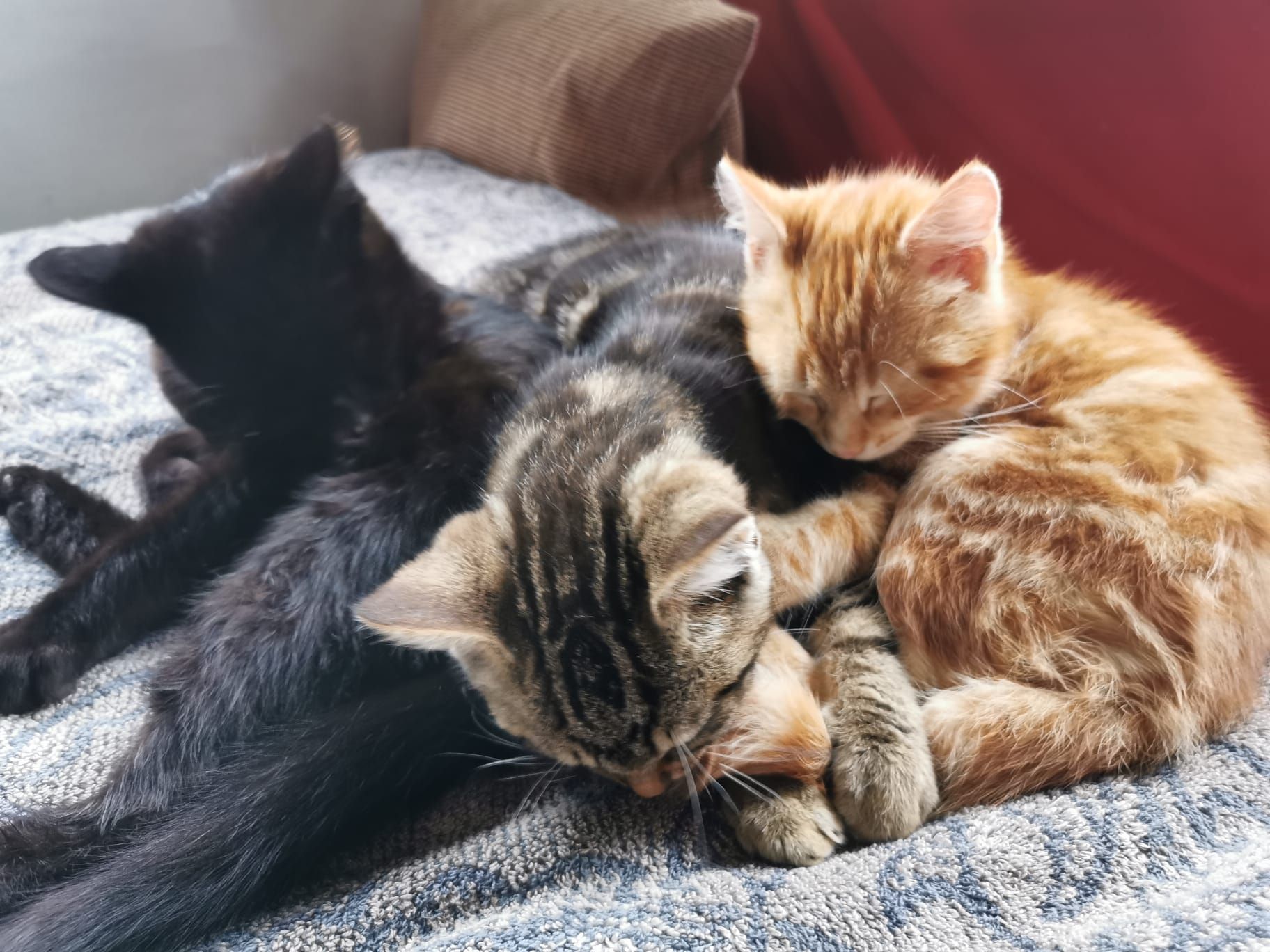 Dieses niedliche Katzentrio wurde einfach am Straßenrand entsorgt.