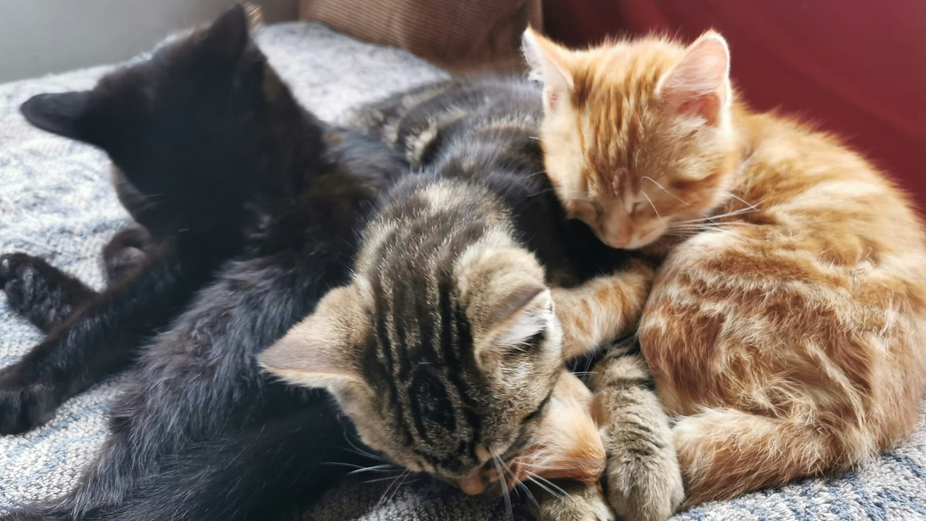 Heute.at - Drei Katzenkinder einfach neben der Fahrbahn entsorgt