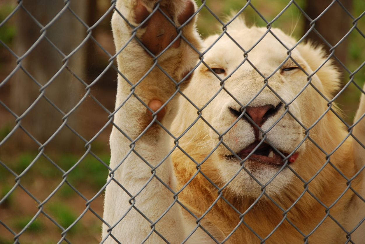 Tierschützer sind verzweifelt.