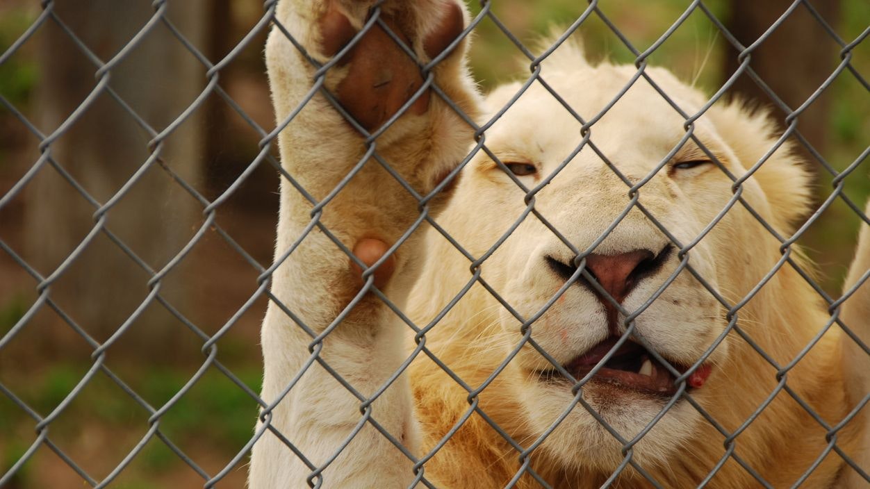 Heute.at - Sogar legal! TikTok befeuert Löwen als Haustiere