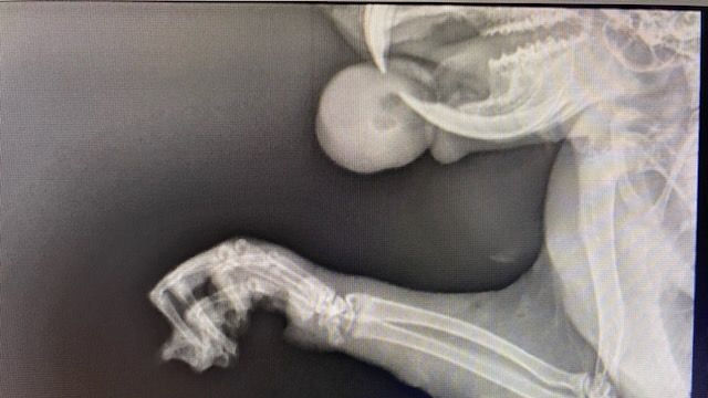 "Nur mit meiner Nuss"