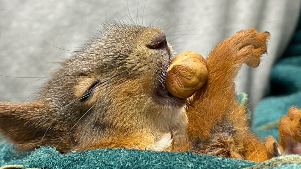 Heute.at - Trotz Schmerzen lässt Eichhörnchen Nuss nicht los