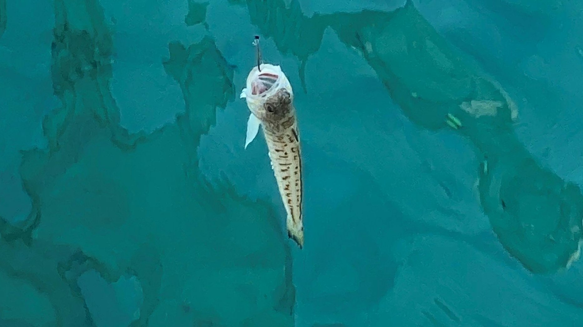 Heute.at - Wiener Familie zieht Gift-Fisch aus dem Mittelmeer