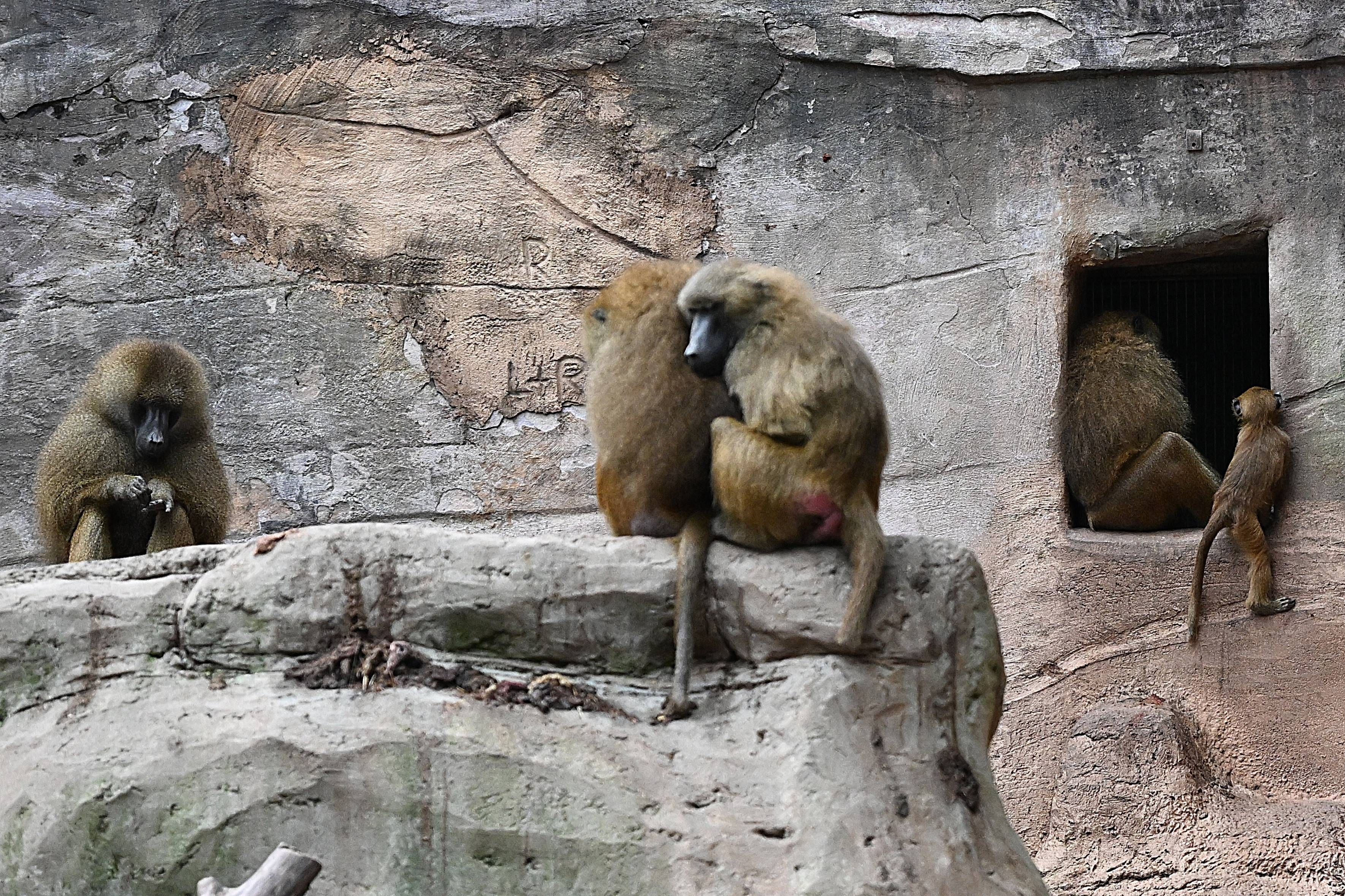 Im Nürnberger Zoo wurden zwölf Paviane getötet.