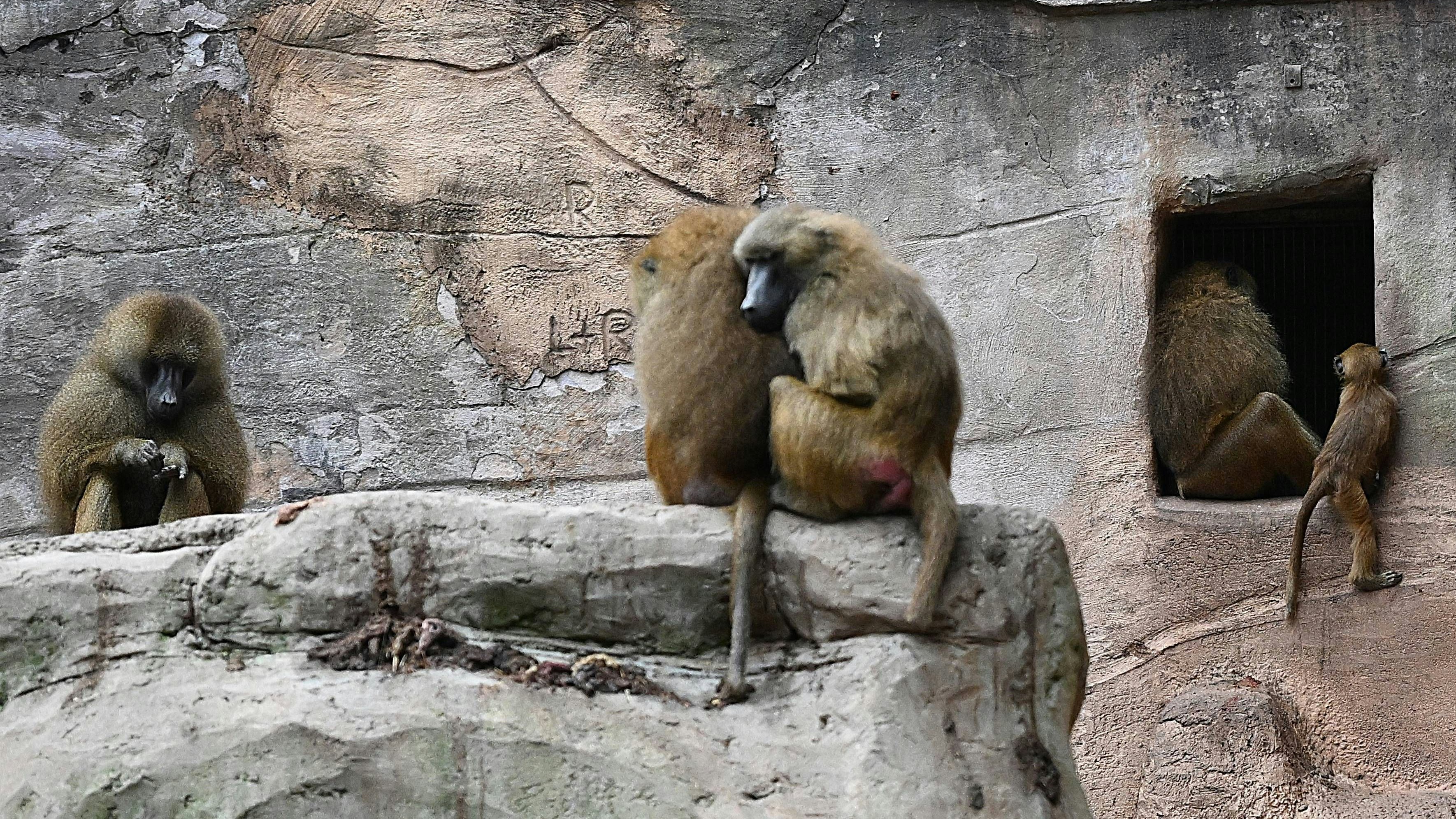 Heute.at - Pavian-Mord im Zoo – weitere Tötungen angekündigt