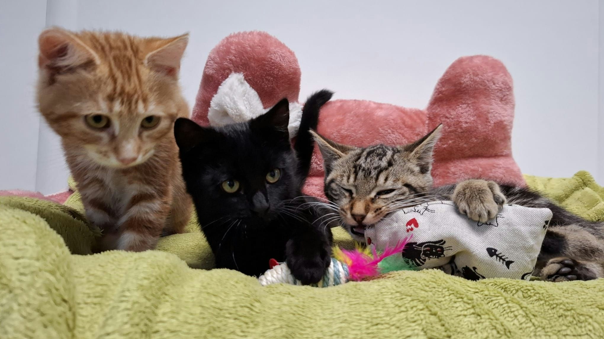 Wer kennt diese niedlichen Katzenkinder?