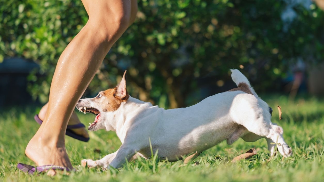 Heute.at - Hundeangriff? So verhältst du dich richtig