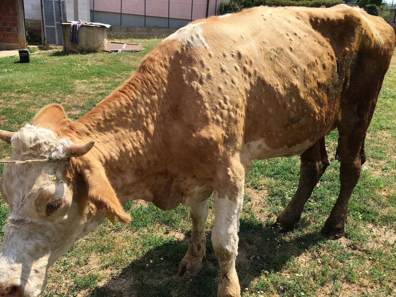LSD verursacht schmerzhafte Hautknoten und Schwellungen.
