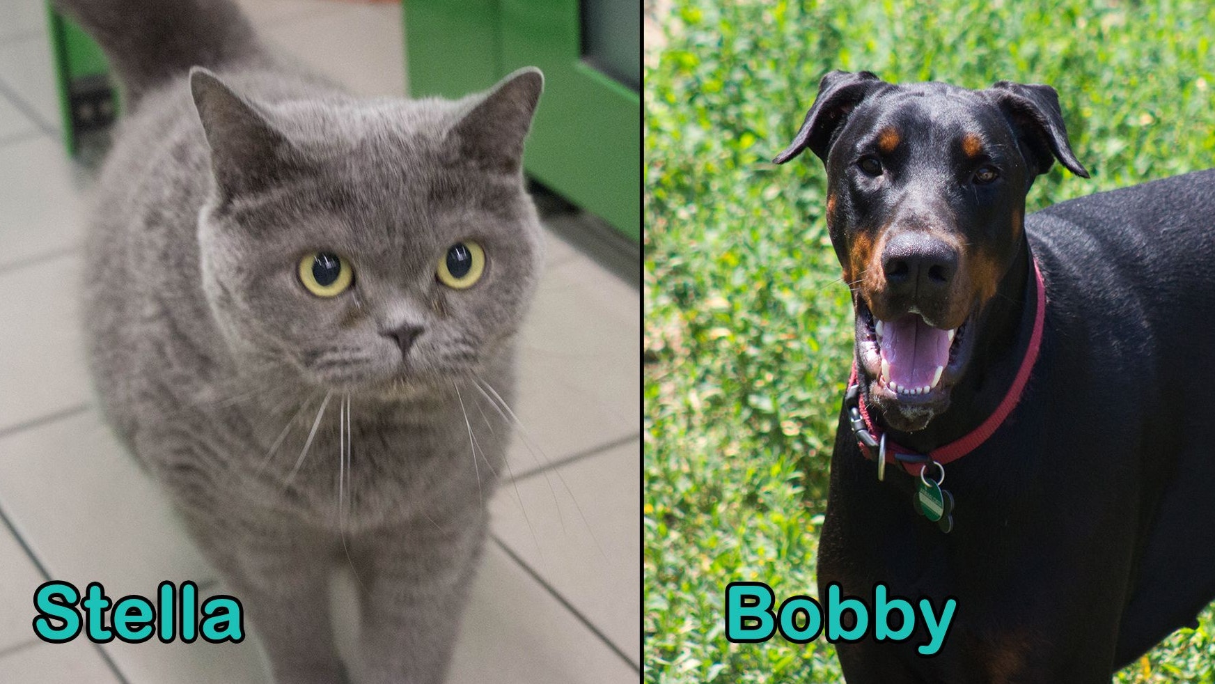 Heute.at - TIKO Kärnten: Schützlinge der Kalenderwoche 31