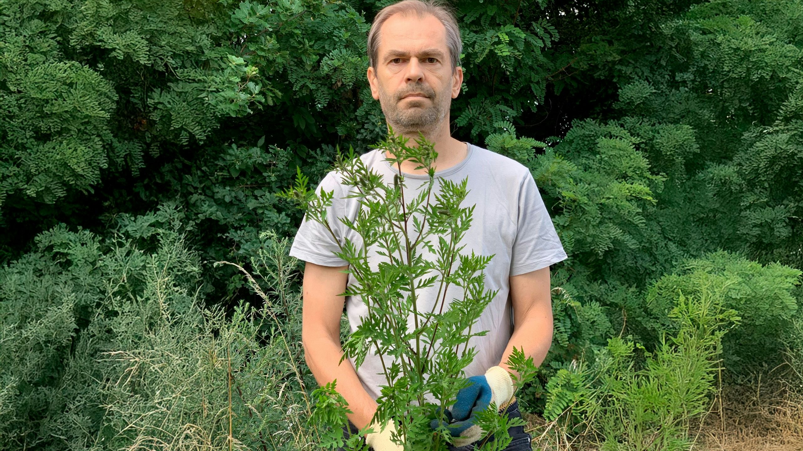 Heute.at - Allergiker atmen auf – Grüne packen Unkraut-Problem an
