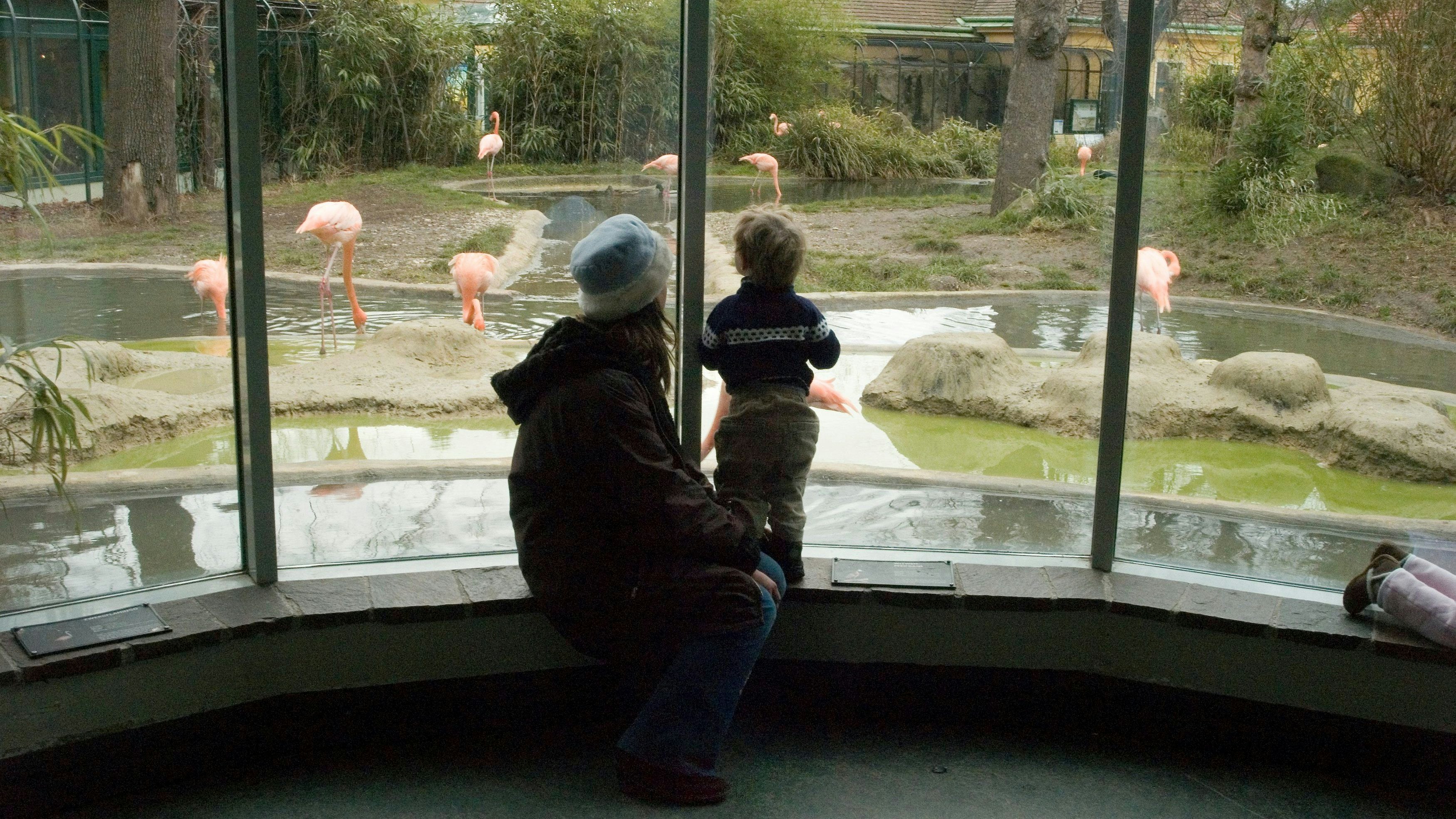 Heute.at - Freude über Nachwuchs im Tiergarten Schönbrunn