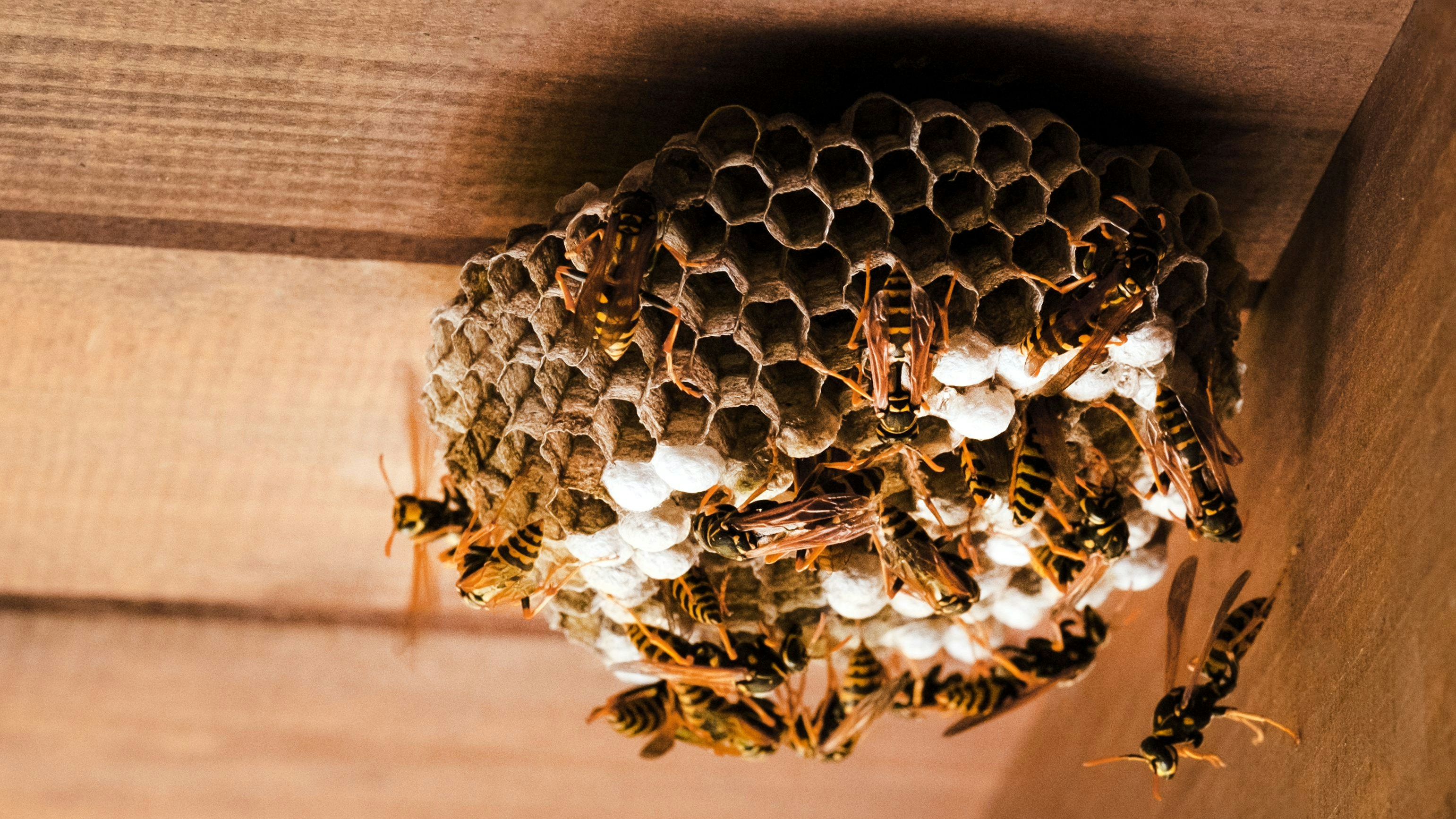 Heute.at - Atomar verseuchtes Wespennest in Fabrik entdeckt