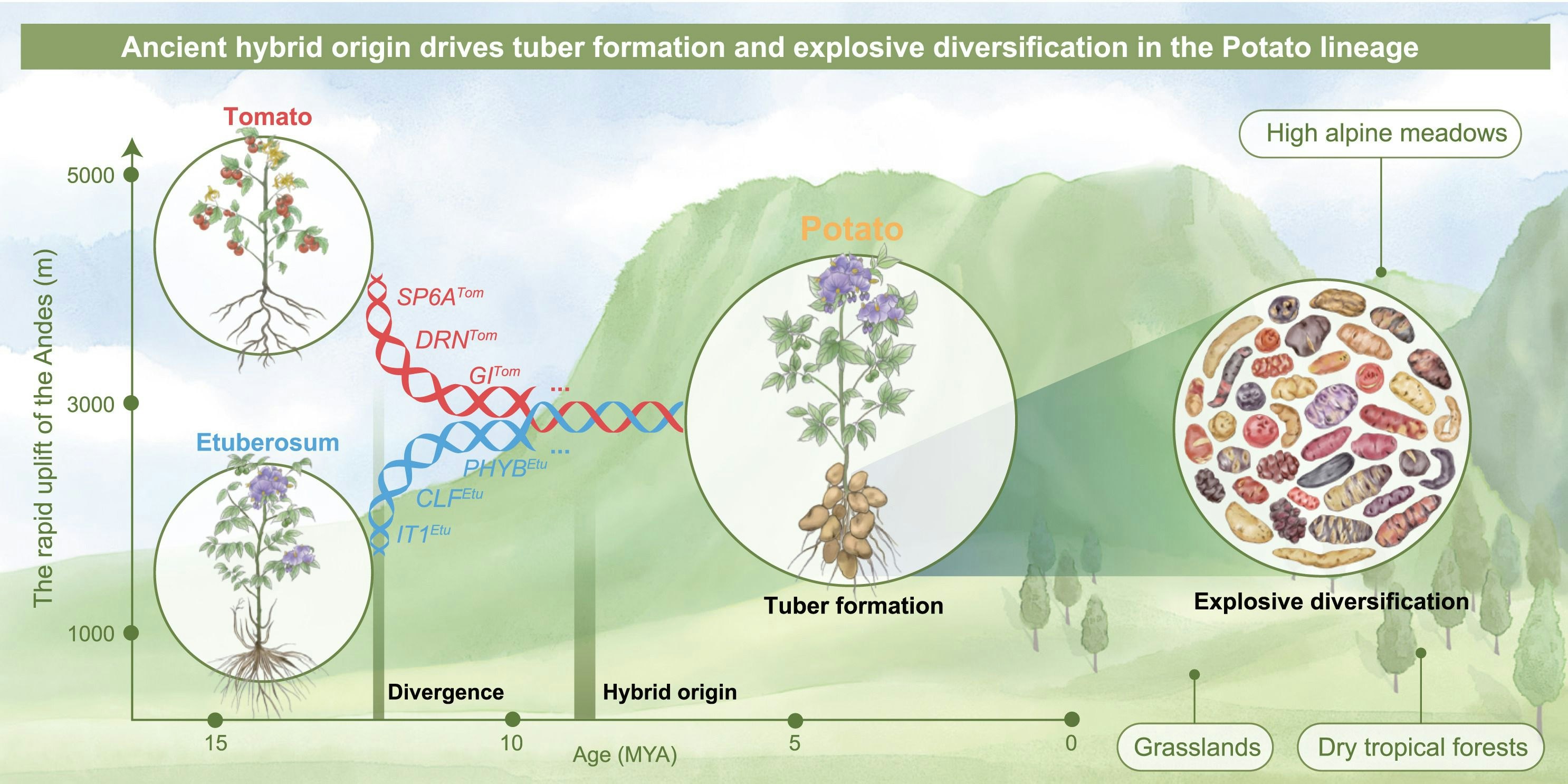 Evolutionsszenario für den Ursprung der Kartoffel als Hybrid: <em>Petota</em> entstand aus einem uralten Hybridisierungsereignis zwischen Tomate und <em>Etuberosum</em> vor 8-9 Millionen Jahren.
