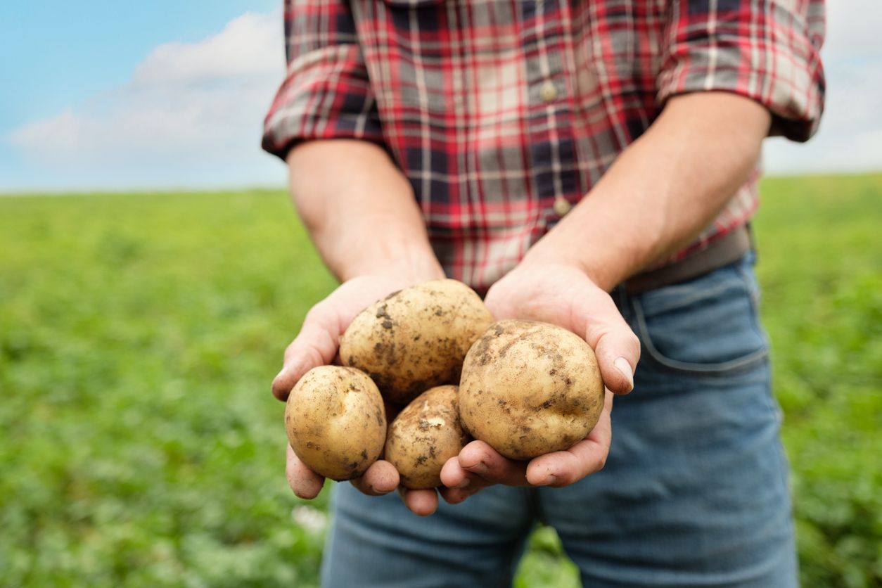 Aus der Küche kaum mehr wegzudenken: Erdäpfel zählen zu den wichtigsten Grundnahrungsmittel der Welt.