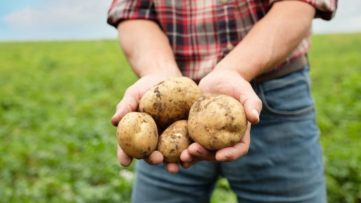 Aus der Küche kaum mehr wegzudenken: Erdäpfel zählen zu den wichtigsten Grundnahrungsmittel der Welt.
