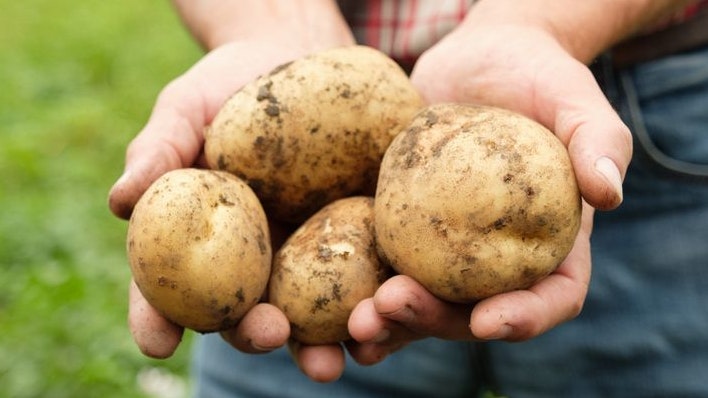 Heute.at - Keiner wusste, woher die Kartoffel kommt – bis jetzt