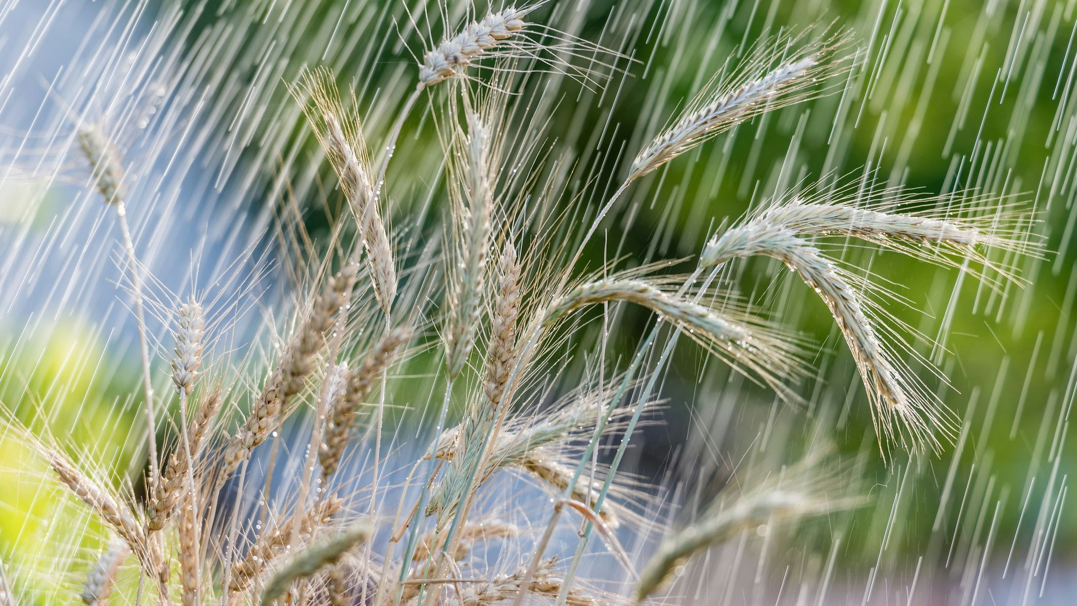 Die über Wochen anhaltenden Niederschläge schaden nicht nur dem Weizen.