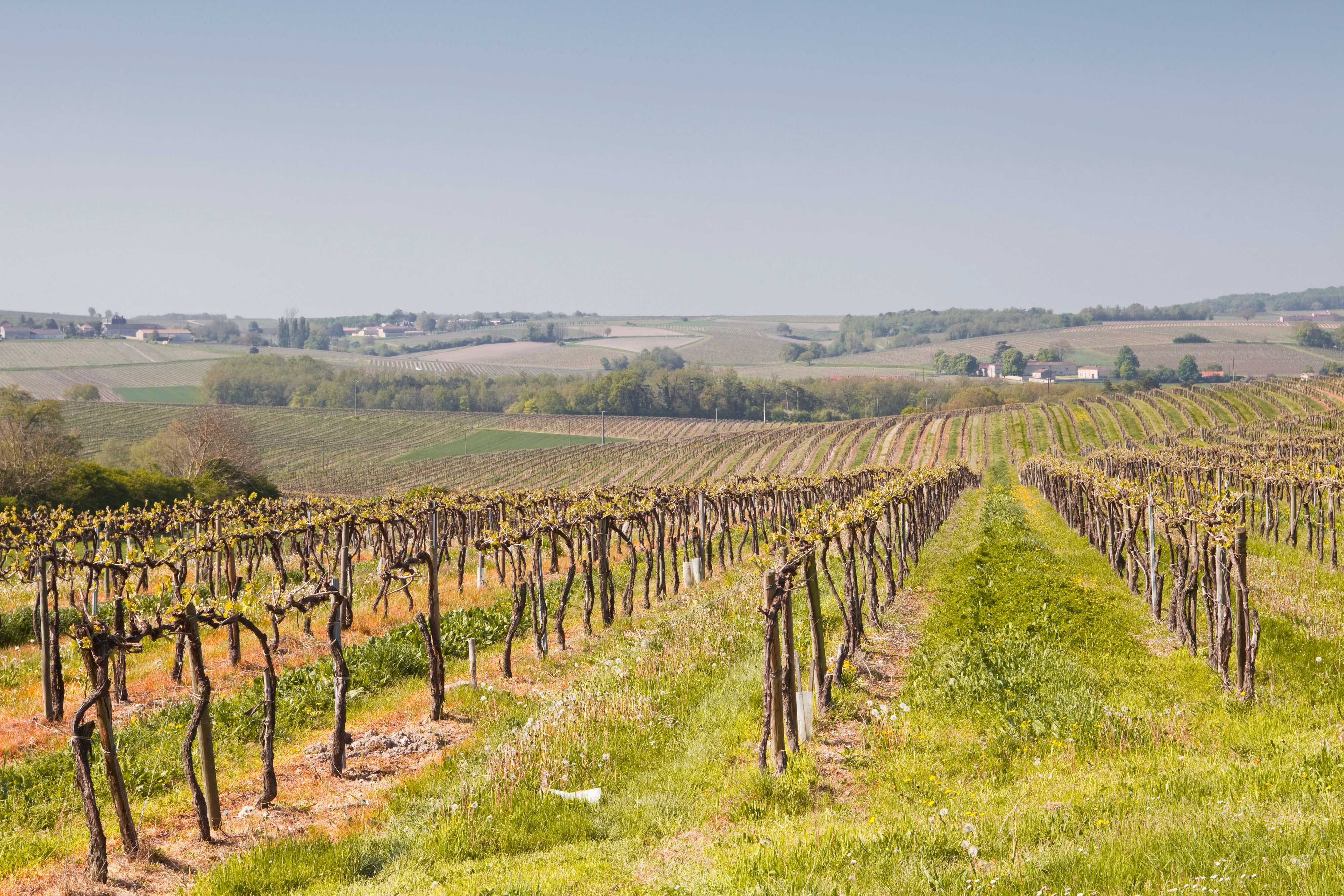 Weingarten in der Anbauregion Charente rund um die Stadt Cognac nahe Bordeaux: Der Weinbrand macht einen großen Teil des Spirituosenangebots von LVMH aus