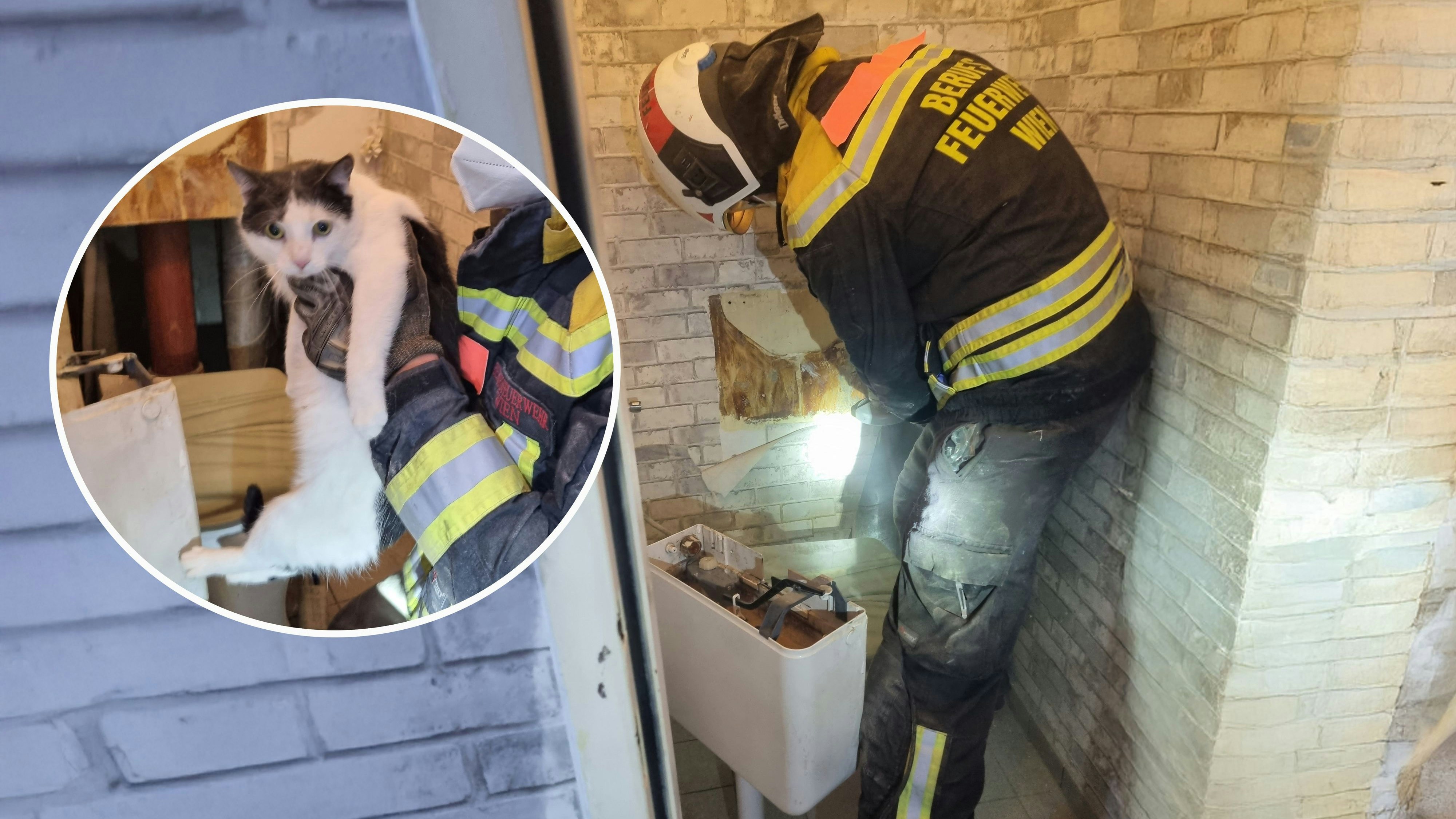 Heute.at - Samtpfote Hima blieb in Wand stecken – gerettet!