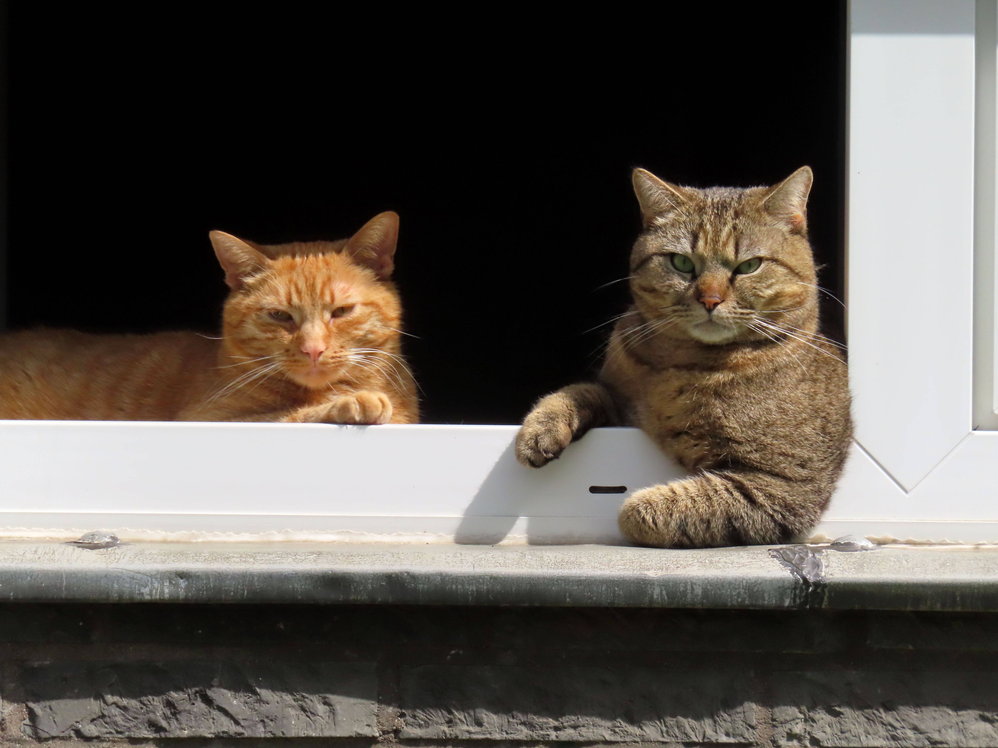 Die Forscher möchten mehr über die Körpersprache von Katzen lernen.