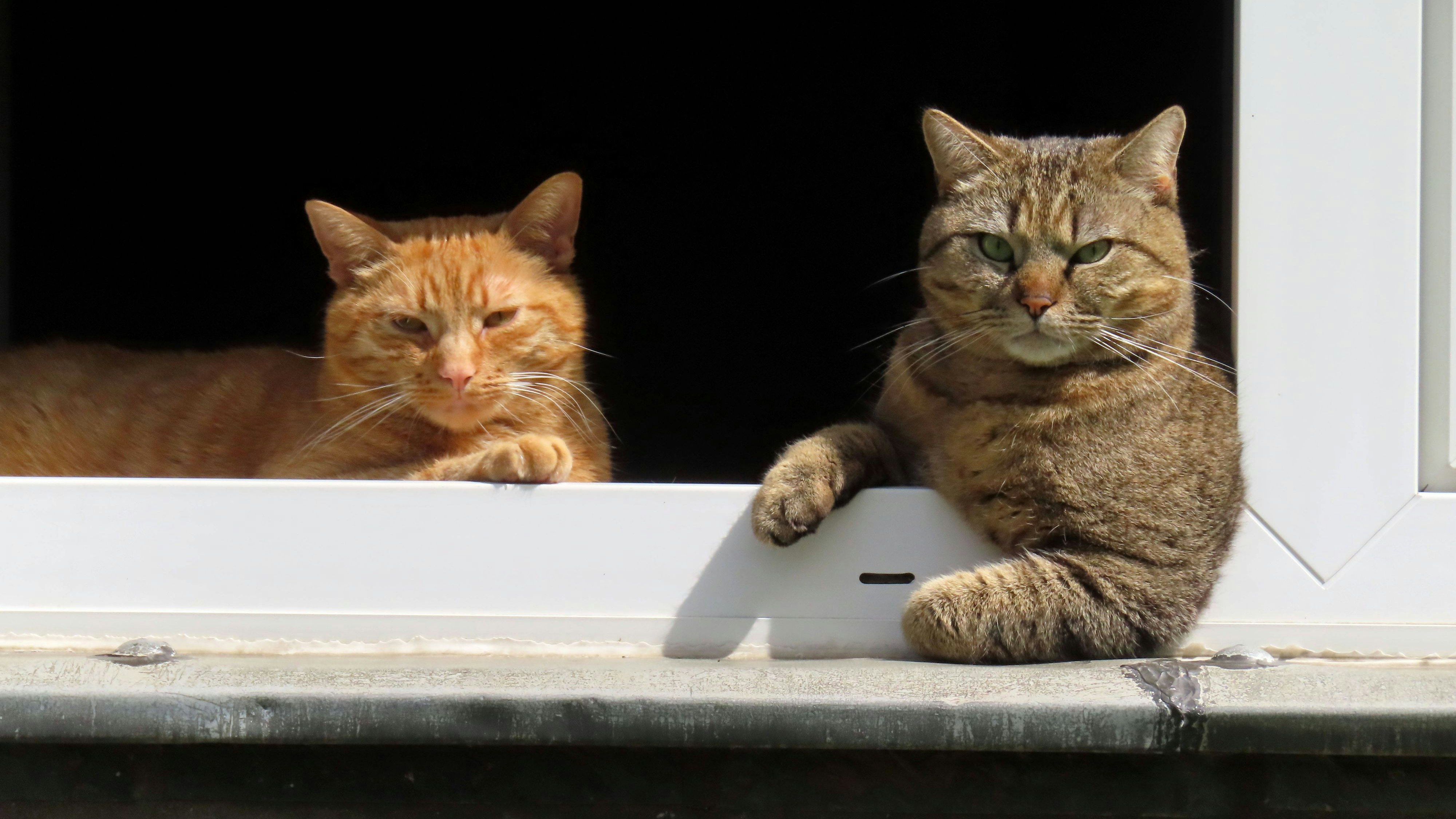 Heute.at - Forscher brauchen deine Hilfe für Katzenstudie