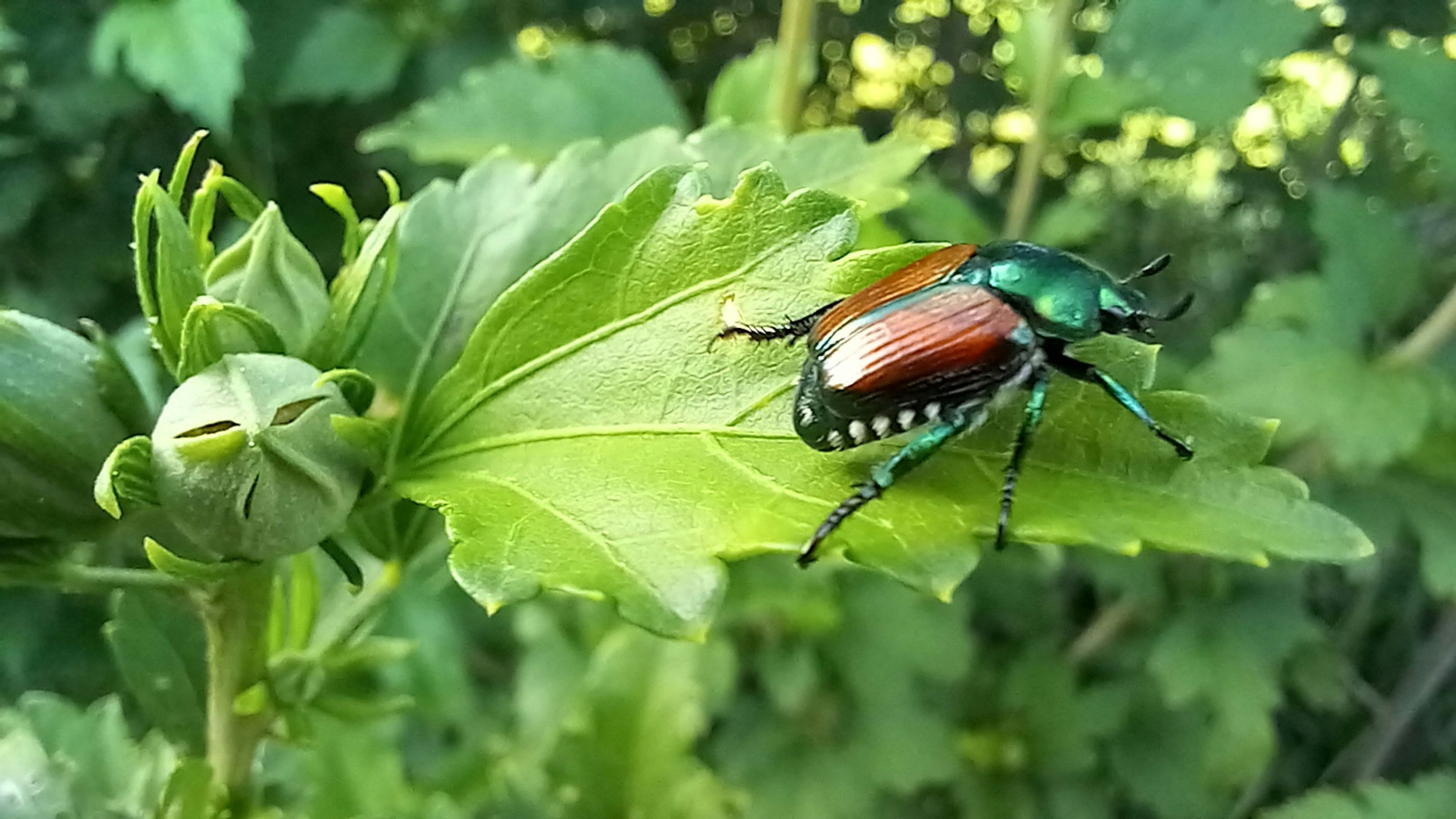 A Japanese beetle walks along the length of a green leaf.