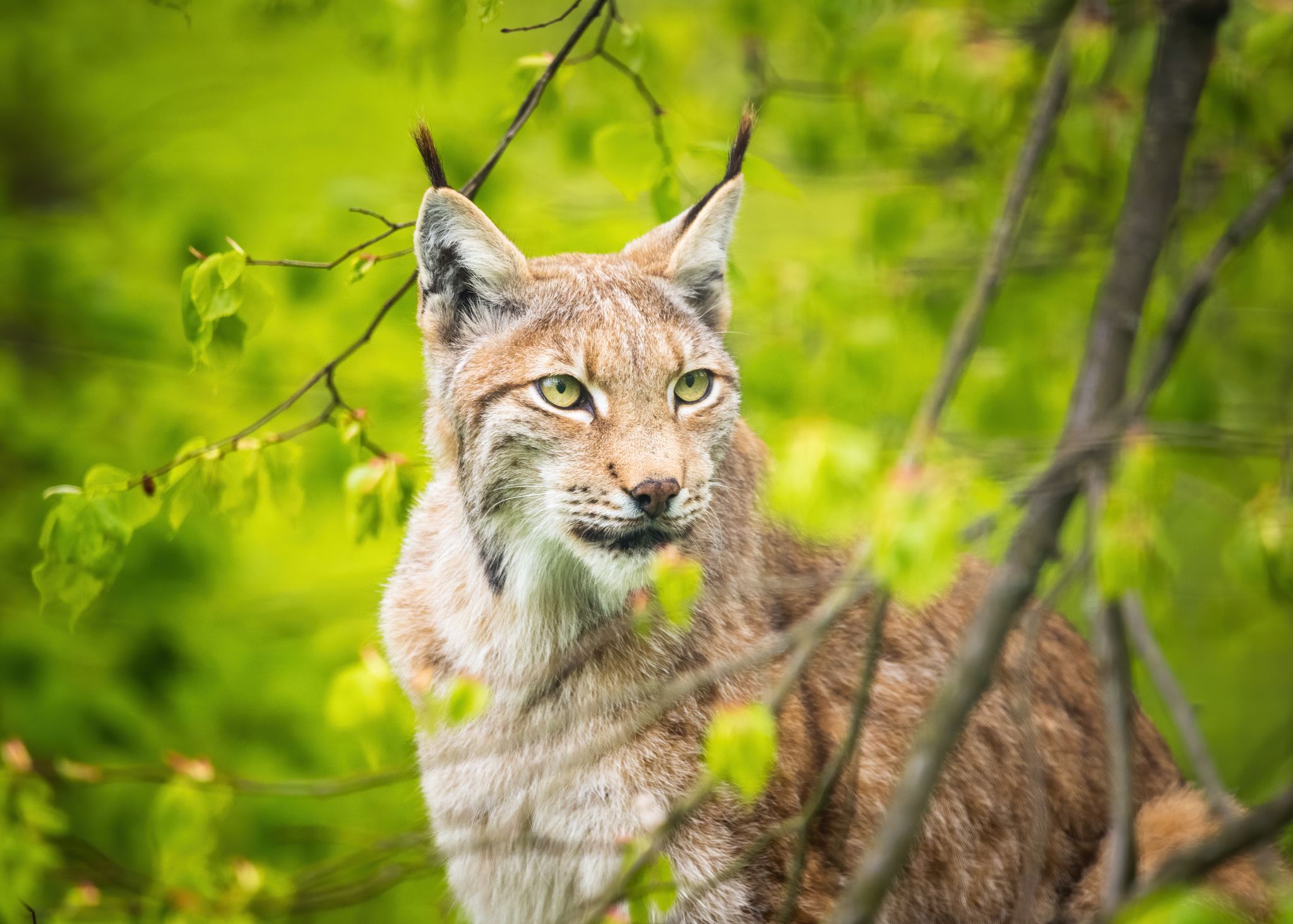 Der Luchs etwa braucht seine Beute bestenfalls im Ganzen. (Symbolbild)
