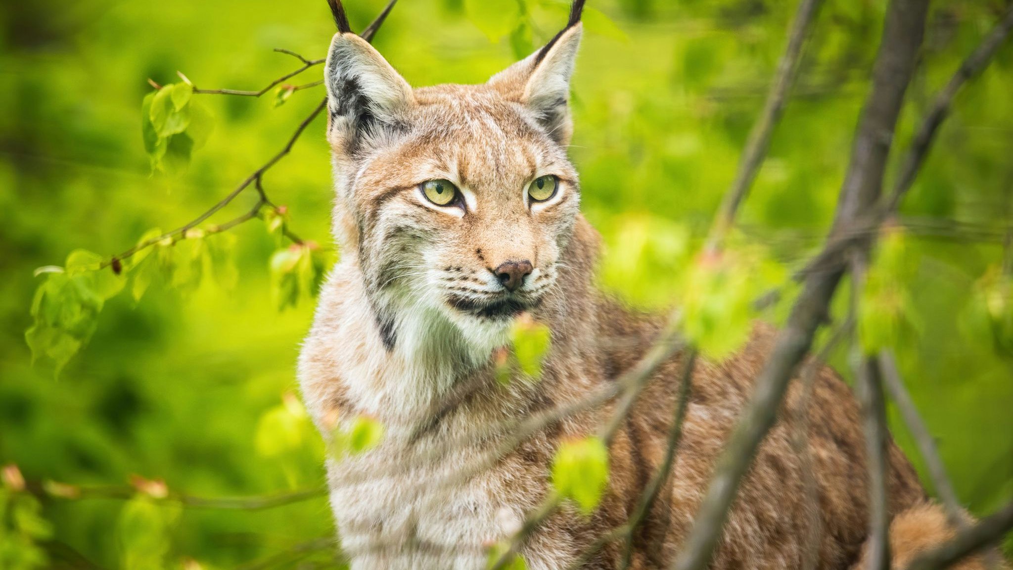 Heute.at - Zoo bittet um Haustier-Spenden – zur Raubtier-Fütterung