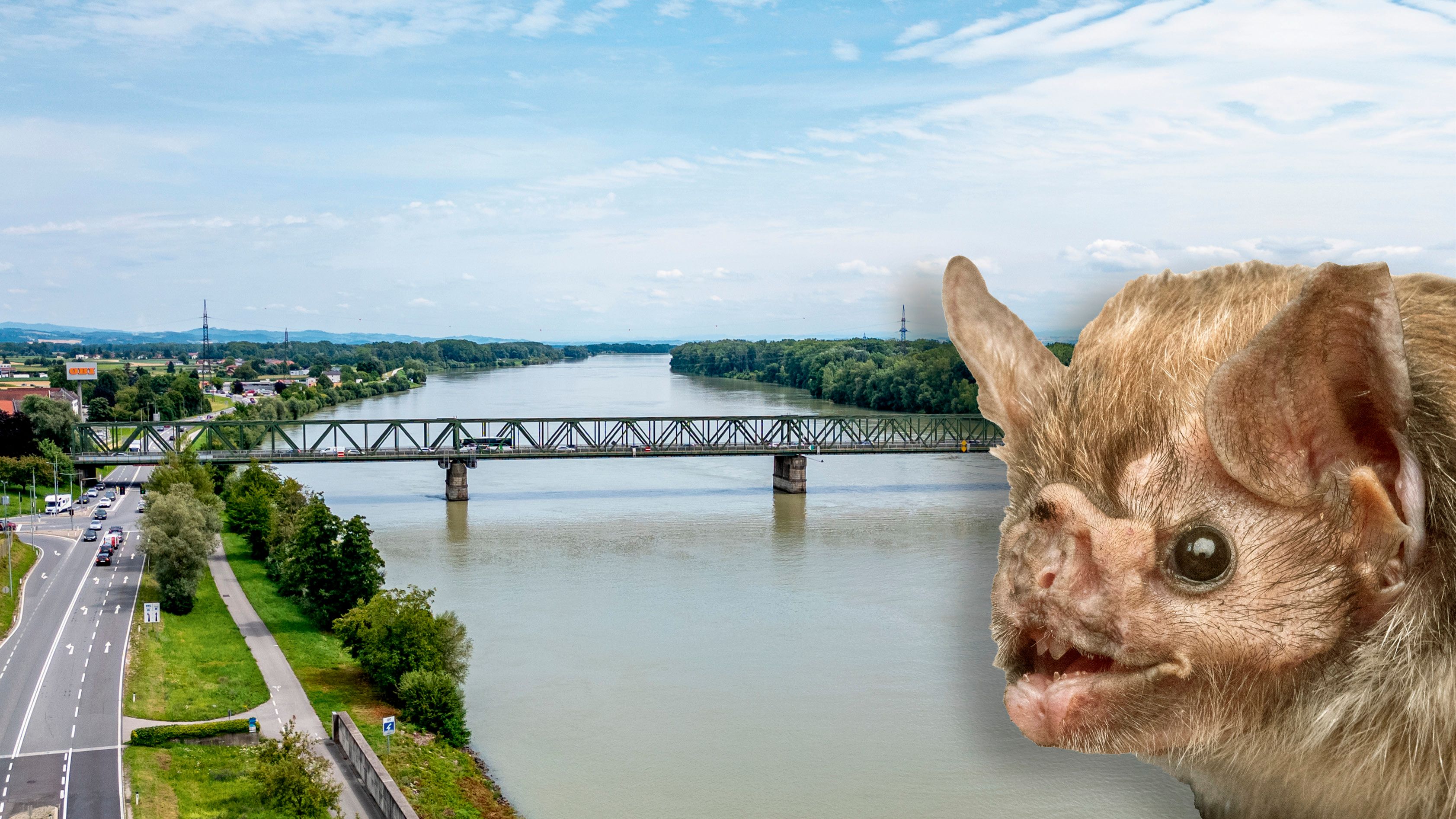 Die Fledermaus ist eine der Baublockaden der Donaubrücke Mauthausen.