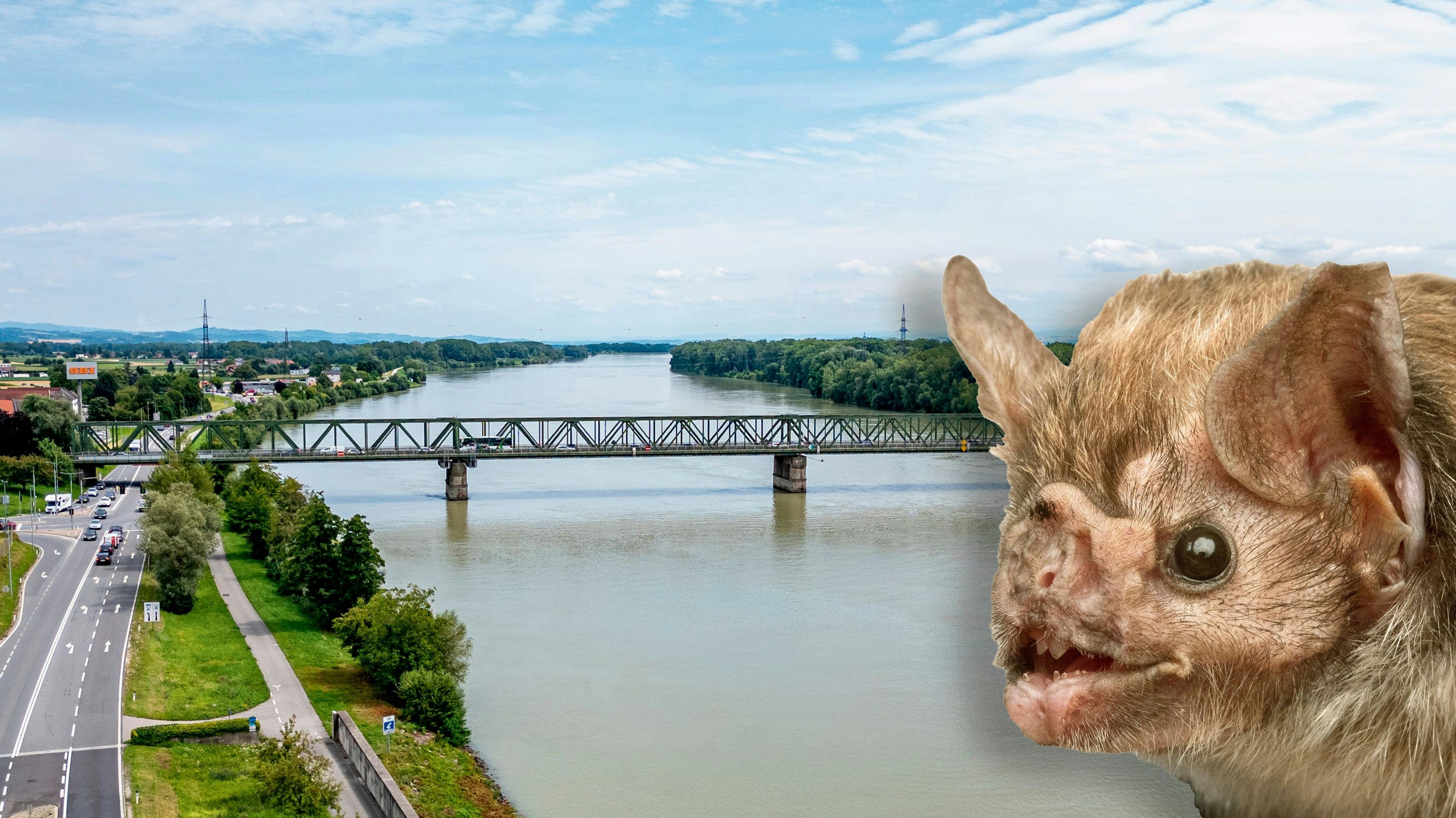 Heute.at - Fledermäuse, Spechte, Amphibien verhindern neue Brücke